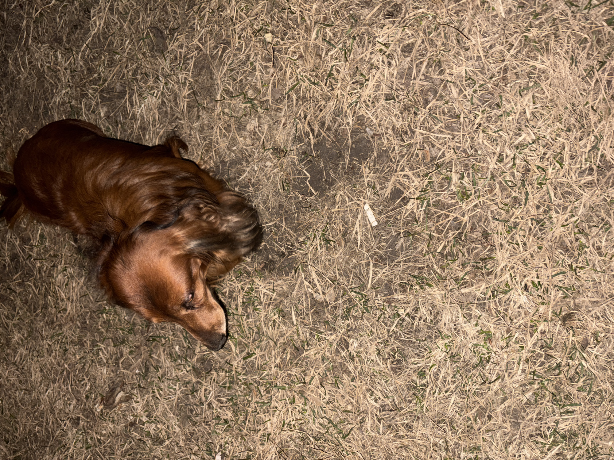 A brown dachshund is lying on a patch of dry grass and soil. The scene is illuminated with artificial light. A cigarette butt is visible near the center of the frame, to the right of the dog. The location is unknown and there is nothing visible in the image to connect it to the city of Krasnoyarsk, Russia.