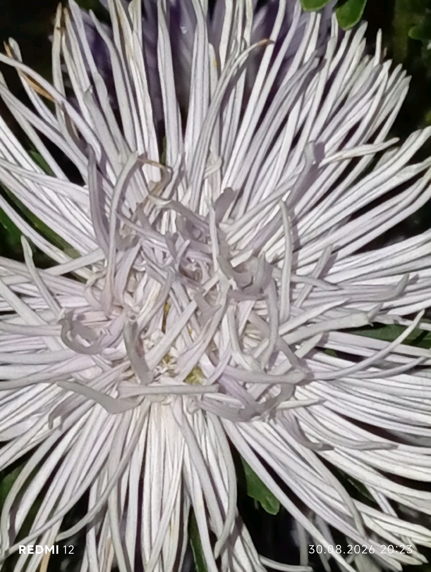 This is a close-up, eye-level, outdoor shot of a white aster flower. The flower has many thin, white petals that radiate outwards from the center. Some petals are curled and delicate, while others are more straight and pointed. The background is dark and out of focus, with hints of green foliage visible. The image is a photograph, as indicated by the date stamp "30.08.2026 20:23" and the text "REDMI 12" in the lower portion of the frame. The location in the city of Smila, Ukraine is not discernible from the visual content of the image itself.