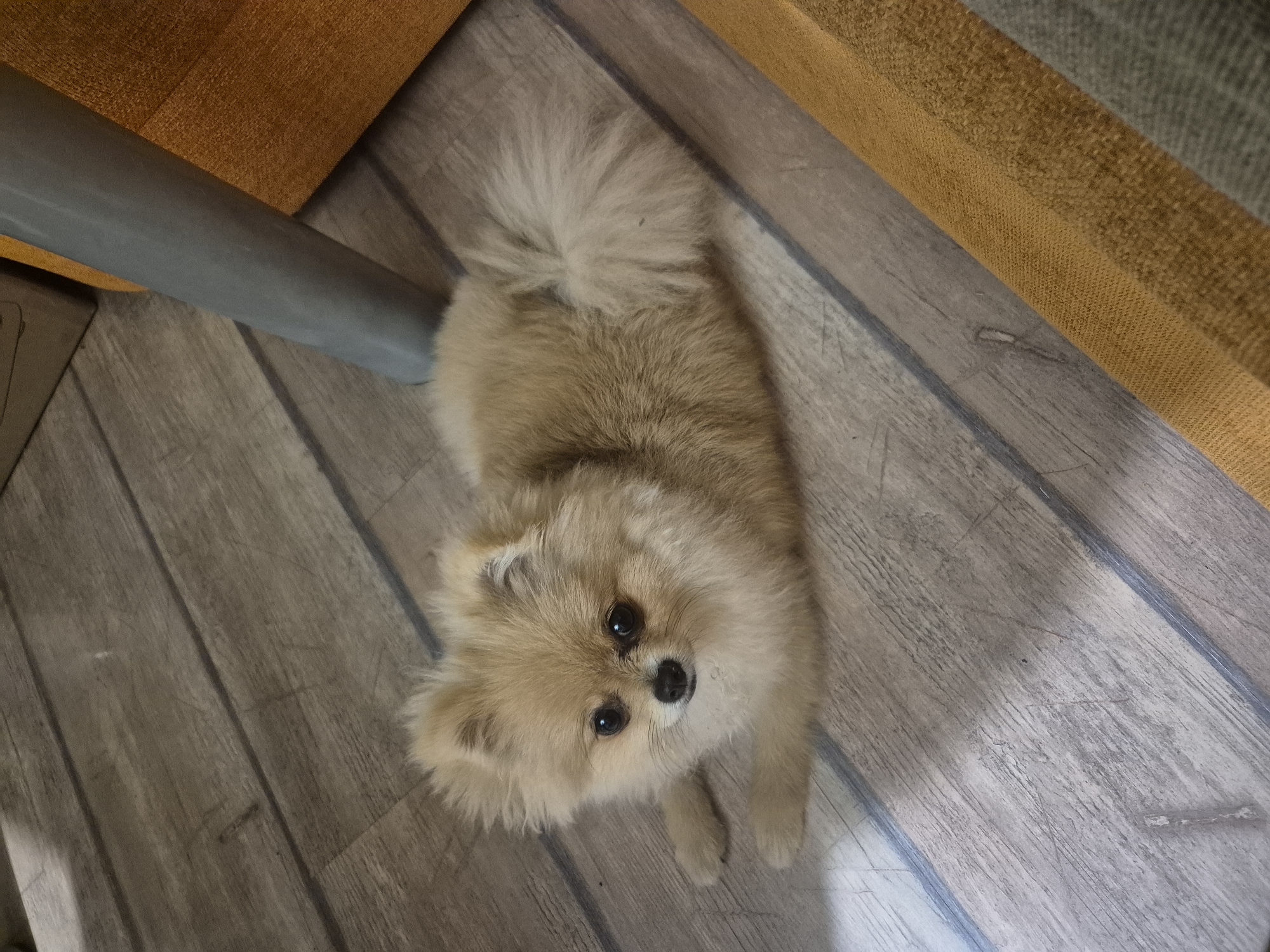 A light-colored Pomeranian dog is lying on a wooden floor. The dog is facing the camera with its head slightly tilted to the left. It has dark eyes and a black nose. Its fur is fluffy and light brown, with some lighter shades around its face and chest. The tail is bushy and curled over its back. The floor appears to be made of wooden planks with a light gray-brown color. A grey metal leg of a piece of furniture is visible to the right of the dog, and a portion of an orange upholstered chair is also visible in the background. No specific location in Burgas, Bulgaria, can be determined from the image.