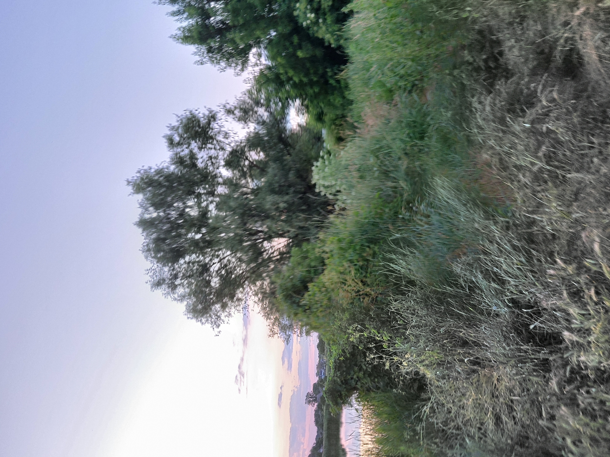 This is a wide-angle, eye-level shot of a natural scene in Ustyvytsia, Ukraine, likely taken at dusk. The foreground is dominated by a dense growth of tall, dry grass and various green weeds, appearing somewhat blurred, suggesting movement during capture. Behind this, a thick line of lush green bushes and trees forms a midground barrier. In the distance, a calm body of water, likely a river or lake, is visible, reflecting the soft hues of the twilight sky. The sky itself transitions from a pale lavender near the horizon, where scattered pink and white clouds are present, to a soft, pale blue at the top of the frame. The overall impression is one of tranquil, natural beauty at the end of the day.