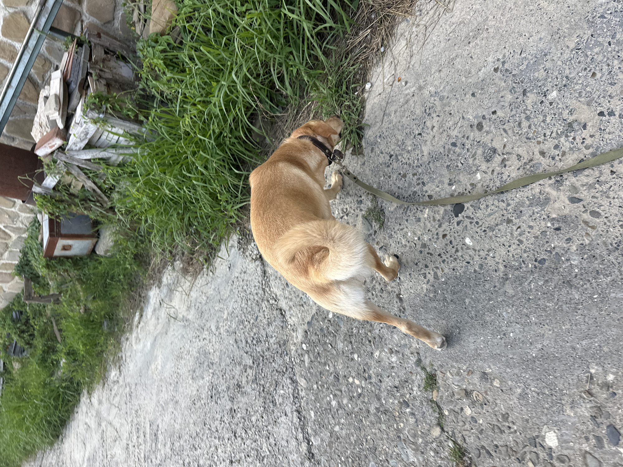 A tan dog with a dark collar is walking on a concrete path adjacent to a grassy area. The dog is on a leash and appears to be sniffing the grass. In the background, there is a stone wall, some wooden debris, and green vegetation. The scene is outdoors, possibly in a rural or semi-urban area.