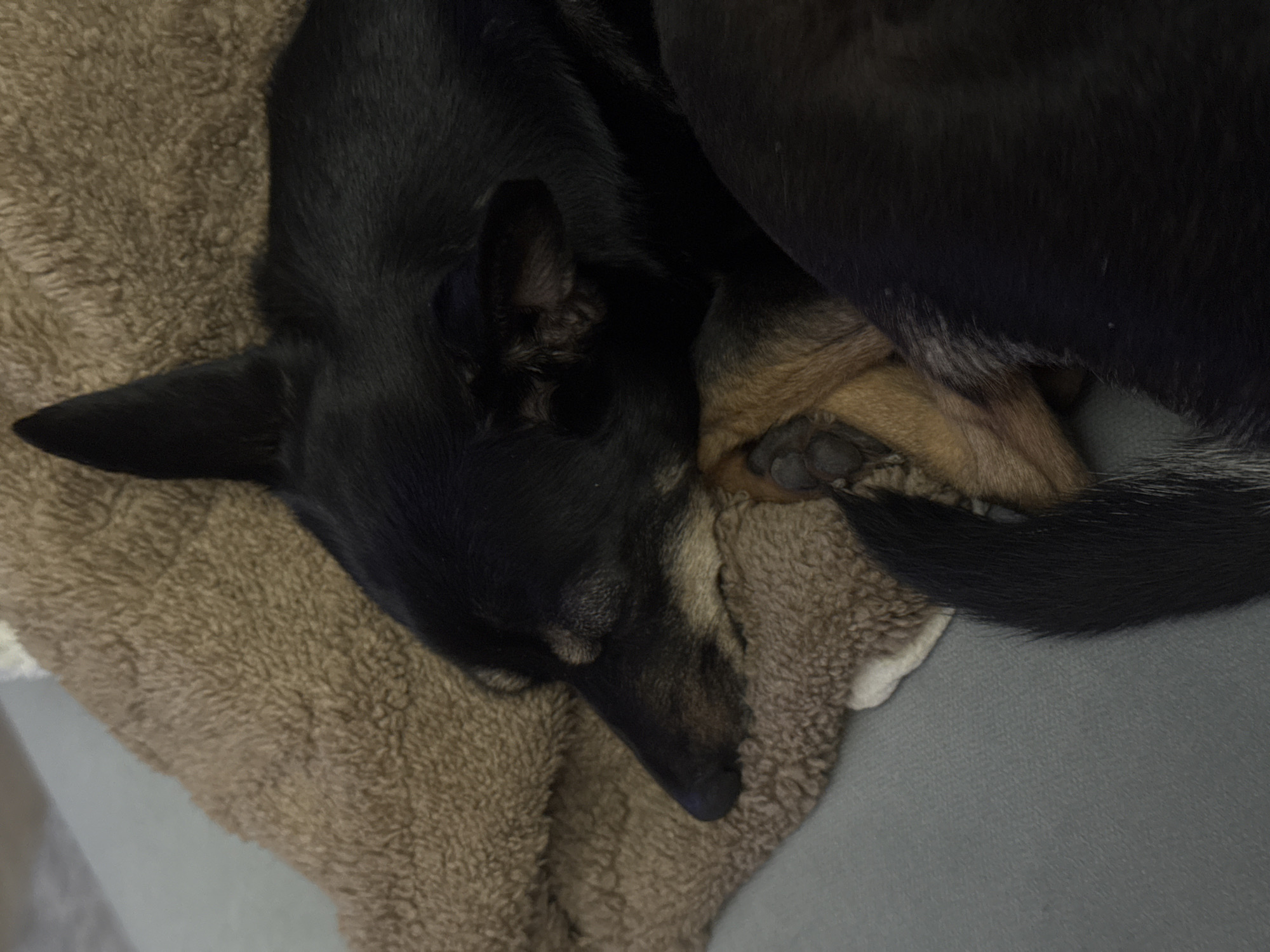 A black and tan dog is lying on a brown, fluffy blanket. The dog's head is resting on the blanket, and its front paws are curled up next to its body. The dog appears to be sleeping. A portion of another dog is visible. It is black and resting against the first dog. A portion of a grey surface is visible beneath the blanket. The location of the image is unknown, as are the actions, interactions, and environment.
