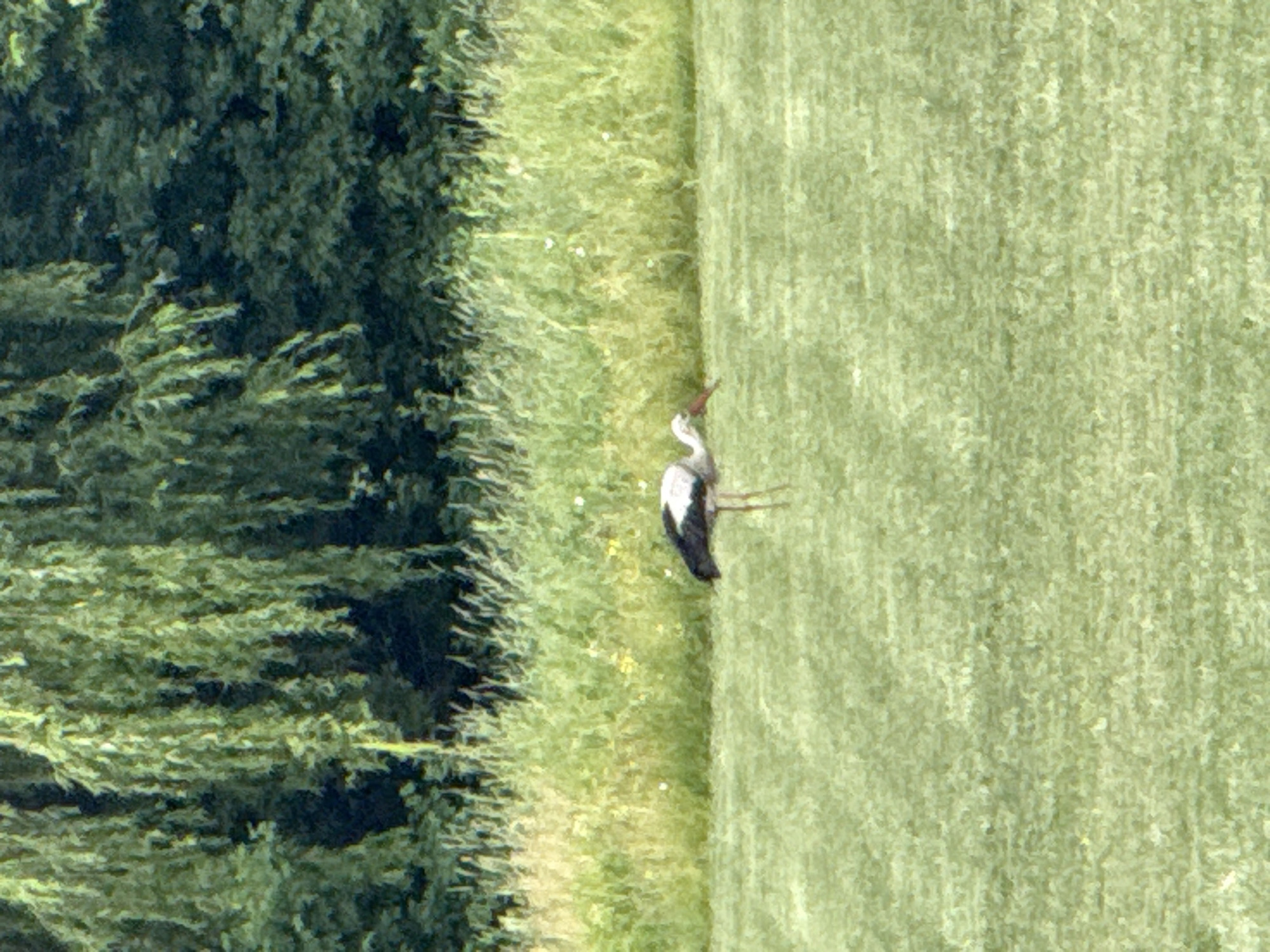 A single white and black stork stands in a mowed green field. The stork is facing left, with its head lowered as if foraging. The background consists of tall green grass and trees. The image appears to be taken in the city of Korobivka, Ukraine.