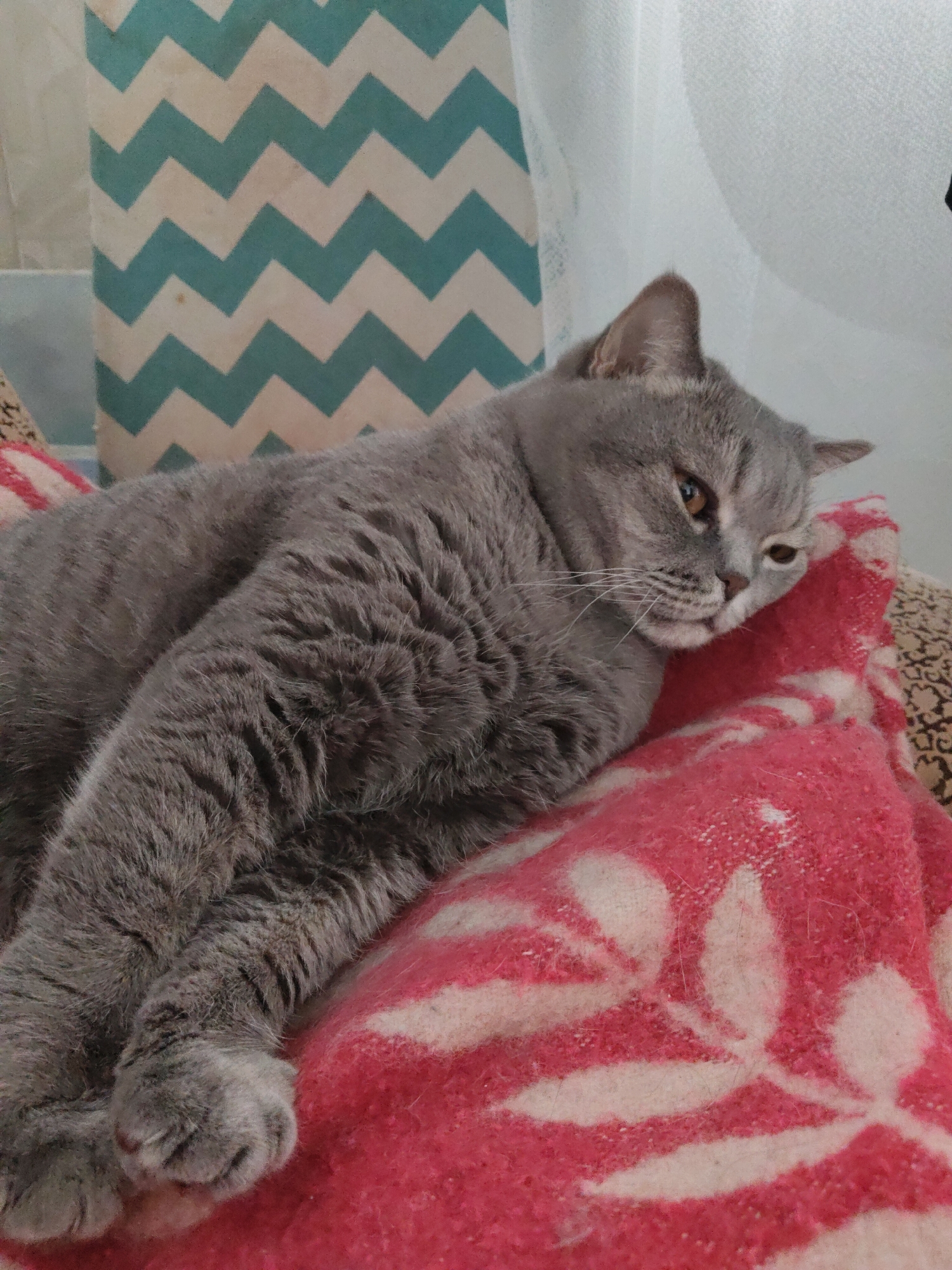 A gray cat is seen relaxing indoors, lying on a vibrant pink blanket. The cat has dense, short gray fur and golden-amber eyes, suggesting it might be a British Shorthair breed. It is positioned on its side with its head resting on the blanket and its front paws extended. The cat's expression appears calm, content, and slightly sleepy or contemplative.
The pink blanket features a distinct white leaf or floral pattern and looks soft and fibrous. In the background, to the left, there is a teal and white chevron-patterned fabric, possibly a pillow or curtain. To the right, behind the cat's head, a light-colored, sheer curtain is visible. Another brown-toned patterned fabric can be seen partially underneath the pink blanket. The scene conveys a cozy and comfortable indoor setting. The lighting is soft and natural, suggesting it is daytime. There is no visible text in the image.