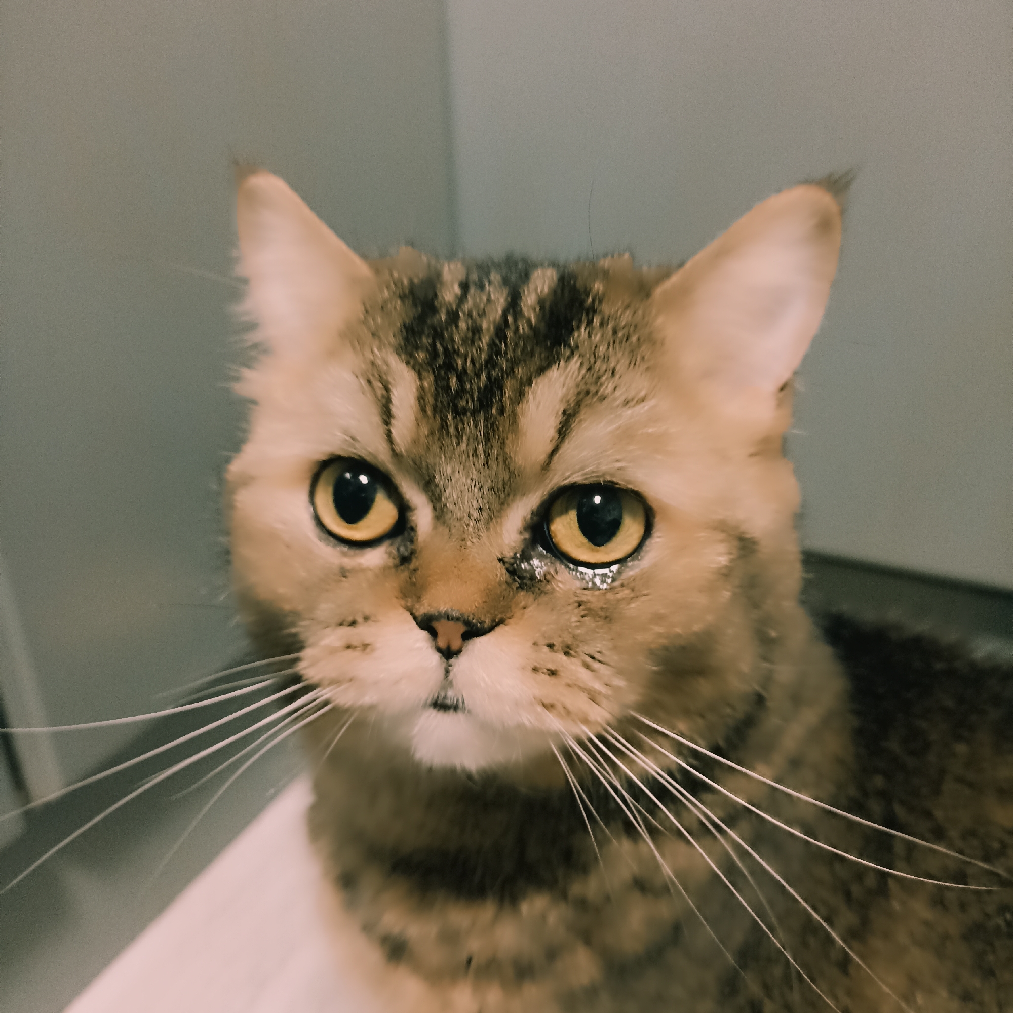 This media file is a close-up photograph of a domestic cat's face. The cat has tabby markings with brown and black stripes on its fur. Its eyes are large and yellow, with dark pupils. There appears to be a slight sheen or tear in the lower part of its right eye, giving it a sad or mournful expression. The cat's whiskers are long and white, fanning out from its muzzle. The background is out of focus and appears to be a plain, neutral color, possibly a wall or a piece of furniture. The lighting is soft, suggesting an indoor setting. The cat is the sole subject of the image, and no activity or event is taking place other than the cat looking directly at the camera. There is no visible text in the image. The location context provided is Чехов-2, Russia.