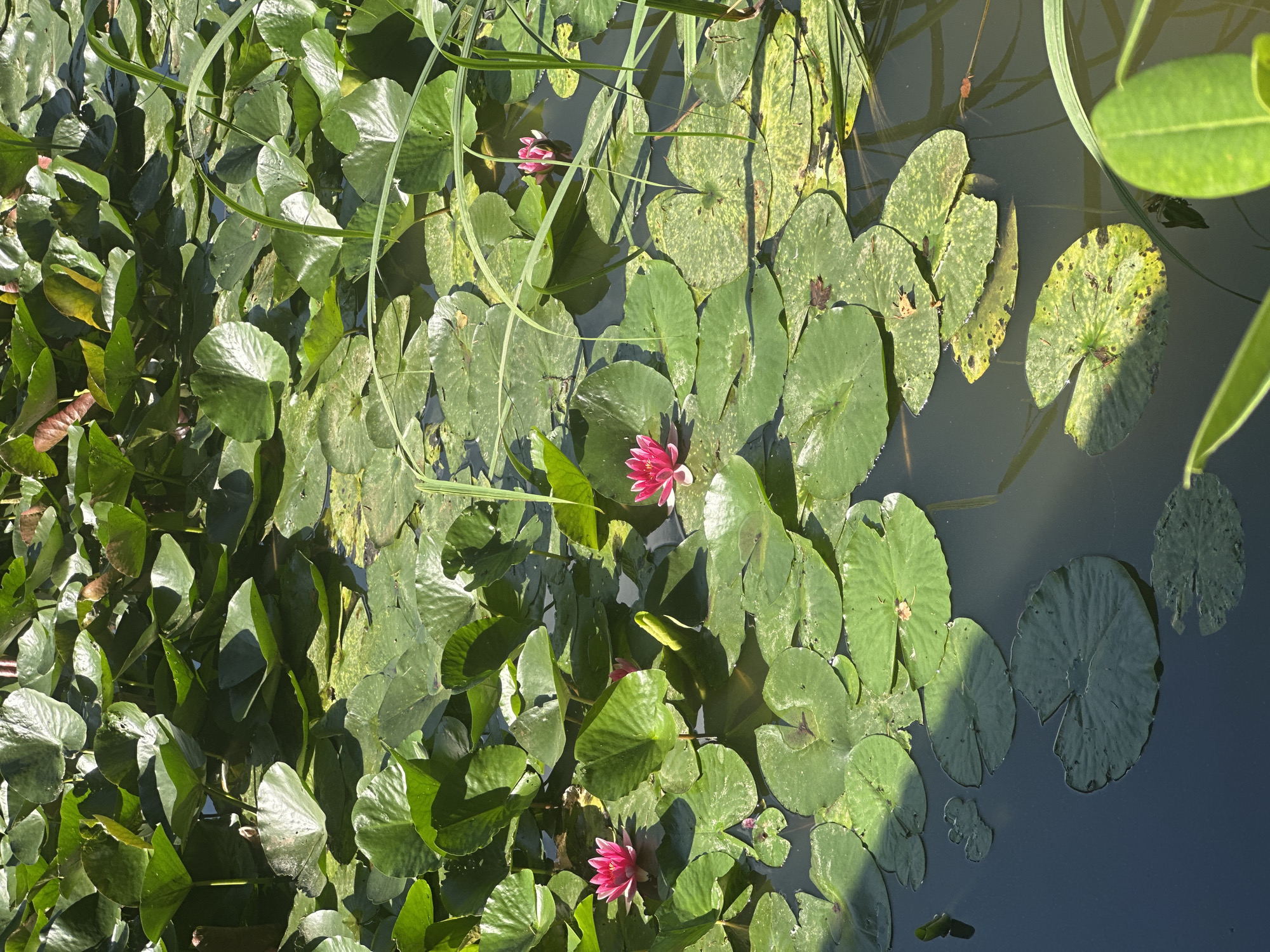The image shows a close-up, high-angle view of a pond filled with numerous large, green lily pads. Several vibrant pink water lilies are in bloom, dotting the surface of the dark water. Some lily pads show signs of age with yellowing and brown spots. Thin, green reeds or grasses emerge from the water and intermingle with the lily pads, adding texture to the scene. The sunlight casts shadows across the lily pads, indicating it is a bright day. This scene is part of the park area in Świebodzice, Poland.