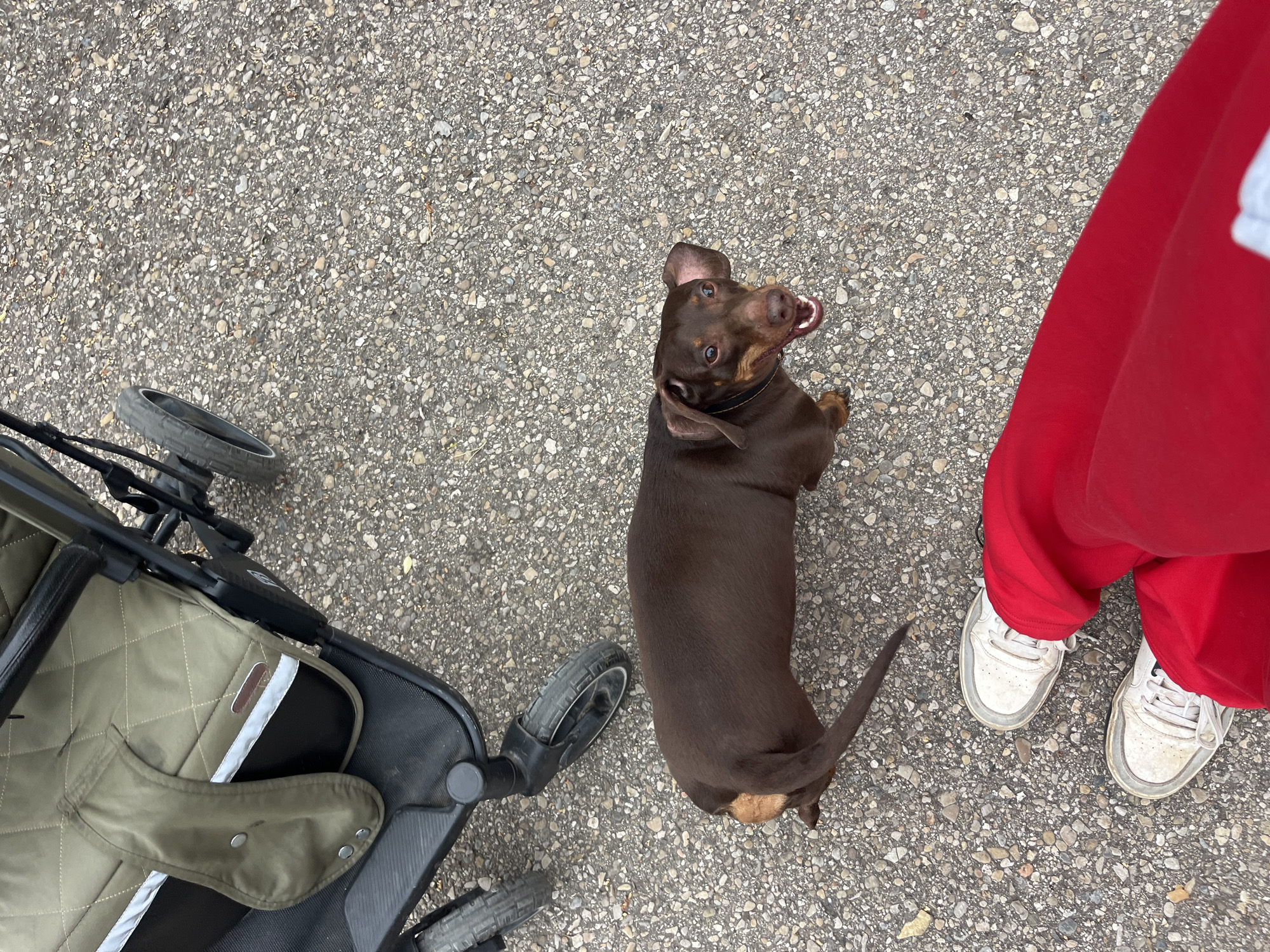 An overhead shot captures a playful brown dachshund dog, a person's lower body, and a stroller on a paved outdoor surface. The dog, positioned in the center, is lying on its side with its head turned sharply upwards, eyes wide and mouth slightly open, revealing teeth, suggesting an attentive or playful demeanor. It wears a dark collar. To the right of the dog, a person is visible from the knees down, wearing vibrant red pants and white sneakers with grey detailing. On the left side of the frame, part of a stroller is seen, featuring olive-green quilted fabric, black accents, and a grey wheel. The stroller also has white and brown reflective strips. The ground is a coarse, light-colored aggregate pavement, indicative of a path, sidewalk, or driveway. The lighting appears bright and natural, suggesting it is daytime. The overall scene depicts a casual outdoor moment, possibly a walk, focusing on the interaction between the dog and the person. No specific location cues are visible within the image itself to confirm the provided context of Oktyabrsky, Russia. There is no visible text.