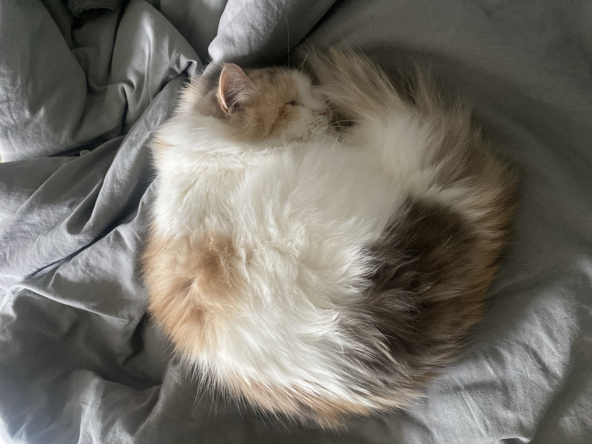 A medium-shot depicts a cat curled up in a ball on top of gray bedding. The cat has long, fluffy fur that is primarily white with patches of brown, tan, and gray. Its head is tucked in, and its tail is wrapped around its body. The bedding is wrinkled. The setting is unknown. Zhukovo, Russia is not identifiable in the scene.