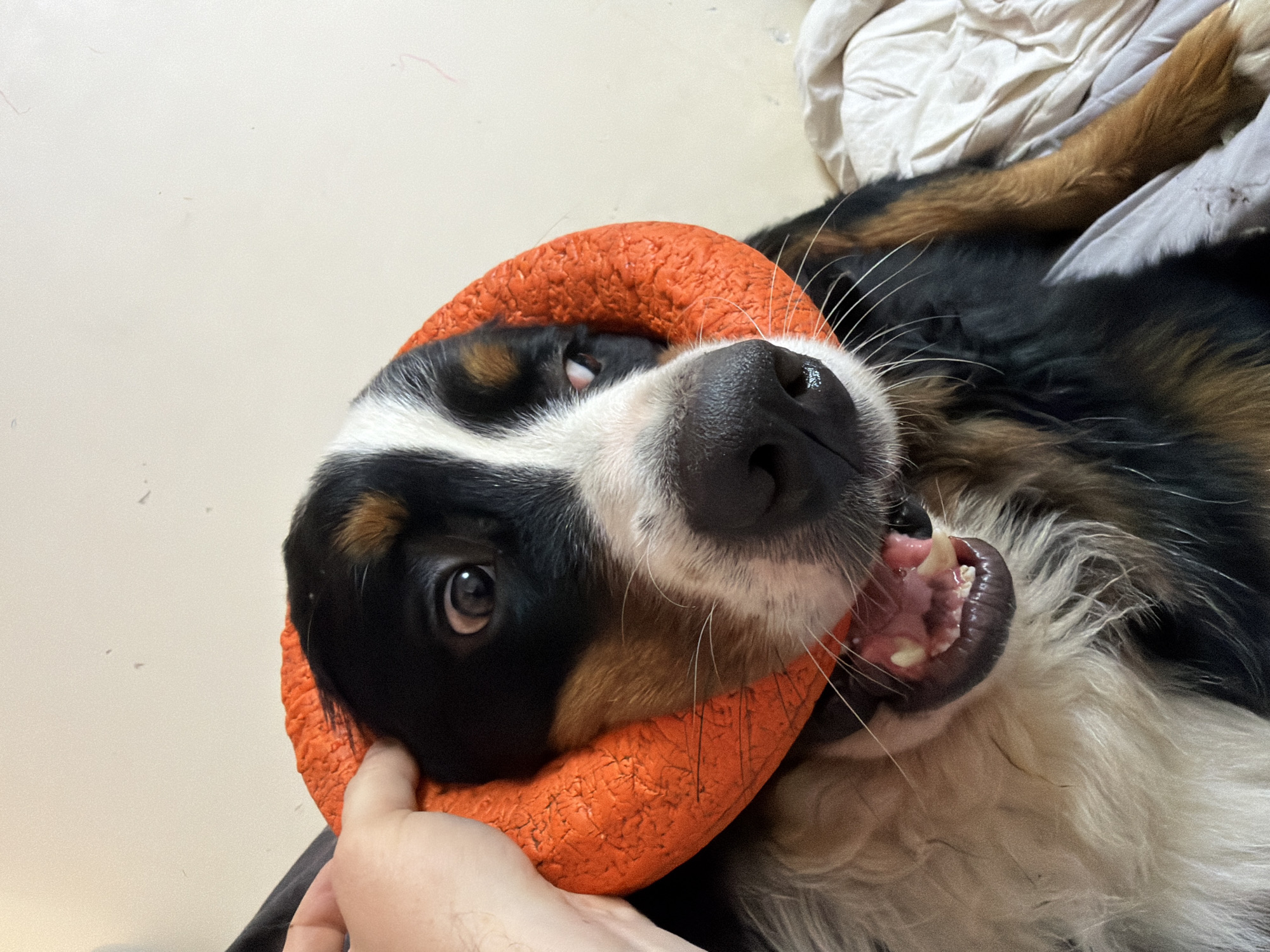 A Bernese Mountain Dog with an orange toy ring around its neck is lying on a bed in Чёрная, Russia. The dog's mouth is open, showing its teeth and pink tongue. A human hand is visible on the left side of the image, holding the toy ring. The background is a plain wall and a rumpled white blanket.