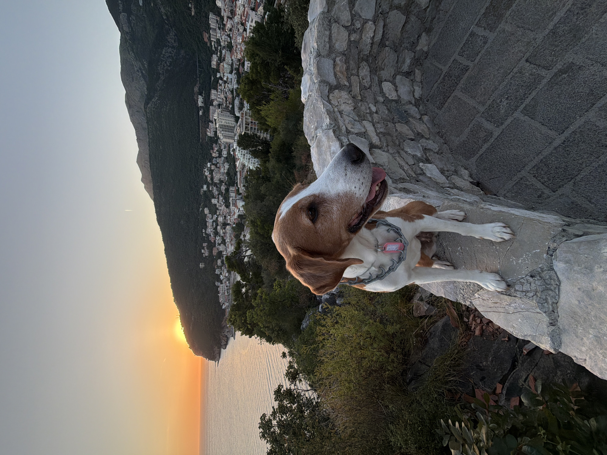 An outdoor, eye-level photograph captures a medium-sized dog in the foreground, set against a panoramic sunset view of Petrovac na Moru, Montenegro. The dog, predominantly white with brown patches on its head, ears, and back, appears to be a hound-type breed. It wears a metal chain collar with a pink rectangular tag and is seated on a light-colored, dry-stacked stone wall, with its front paws resting on a flat stone. The dog faces right with its mouth slightly open and tongue visible.
To the dog's immediate left, the ground slopes downwards, revealing natural rock formations and sparse green and reddish-brown vegetation. To the dog's right, a dark gray paved pathway or stairs, composed of rectangular stone blocks, curves out of view.
The midground features the Adriatic Sea stretching horizontally towards the left, reflecting the warm orange glow of the setting sun. The sun, a bright orange disc, is partially obscured by a prominent, dark, tree-covered headland that extends into the sea from the right. Along the coastline and extending up the hillside, the town of Petrovac na Moru is visible, characterized by numerous white and light-colored buildings, many with red-tiled roofs, interspersed with green trees. Several larger, multi-story buildings are also evident within the townscape.
In the background, a range of rugged, dark mountains rises, partially silhouetted against the sky. The sky transitions from a vibrant orange-yellow at the horizon, due to the sunset, to a pale blue-gray at the top, with a faint white contrail visible in the upper-left quadrant. The overall lighting suggests late afternoon or early evening.