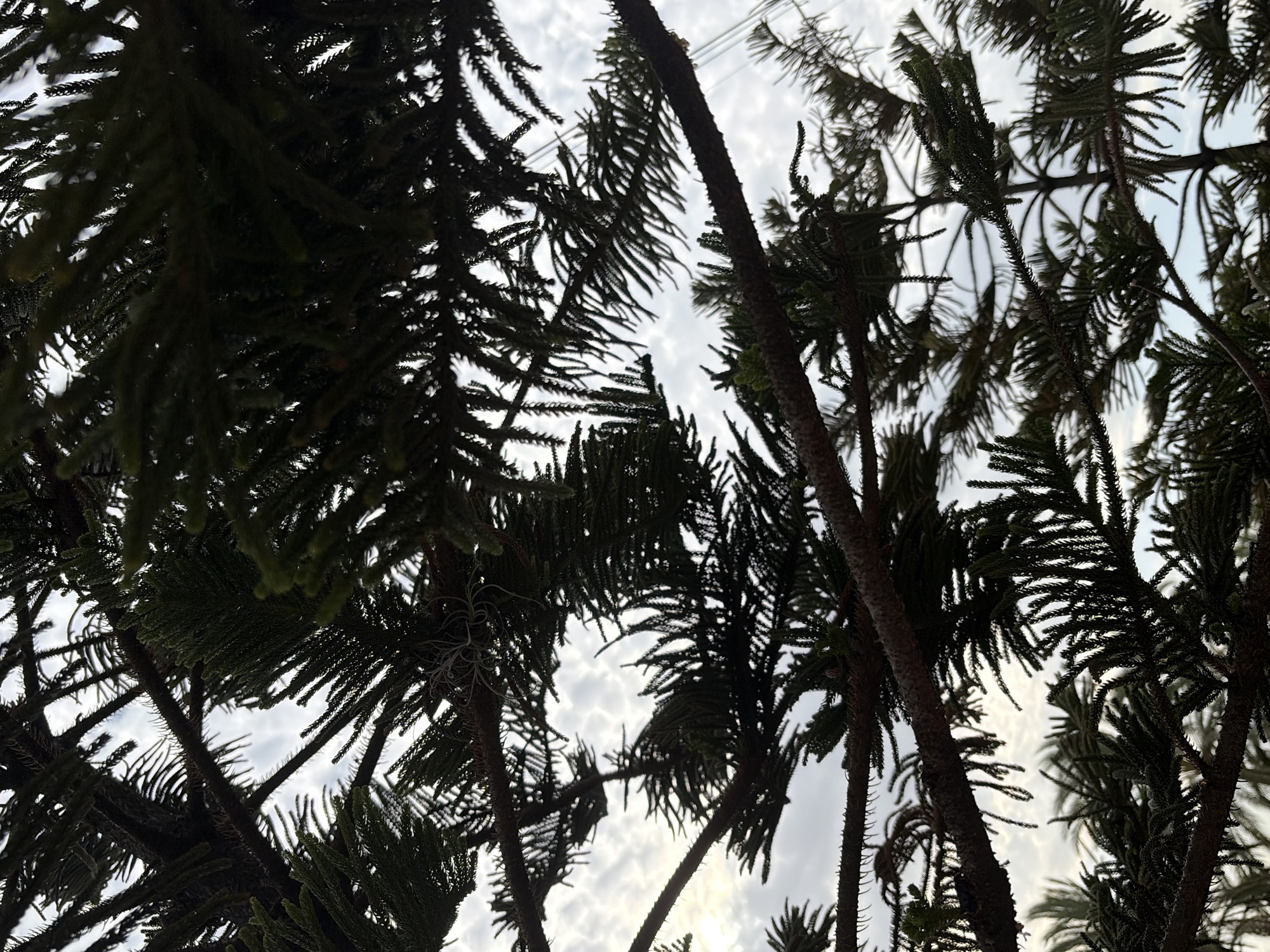 The image provides an upward view into the dense canopy of a coniferous tree, likely a species such as a Norfolk Island Pine, characterized by its layered branches and needle-like foliage. The dark silhouettes of the branches and leaves frame a bright, overcast or partly cloudy sky filled with white and grey clouds.
The scene depicts a natural environment, possibly a park, garden, or street lined with mature trees in Guayana City, Venezuela. The intricate network of branches extends across the frame, creating a visual maze against the backdrop of the sky. Faint lines, potentially power lines, are visible in the upper section of the image, indicating an urban or semi-urban setting. Some branches show evidence of epiphytic growth, such as air plants, which thrive in humid, tropical climates. In one of the cropped sections, the fronds of a palm tree are faintly discernible in the background, further confirming the tropical context.
The lighting suggests daytime, with a soft, diffused light filtering through the clouds, indicating either a heavily overcast sky or early morning/late afternoon conditions without direct sunlight. There is no specific activity or event taking place, and no visible text is present in the image.