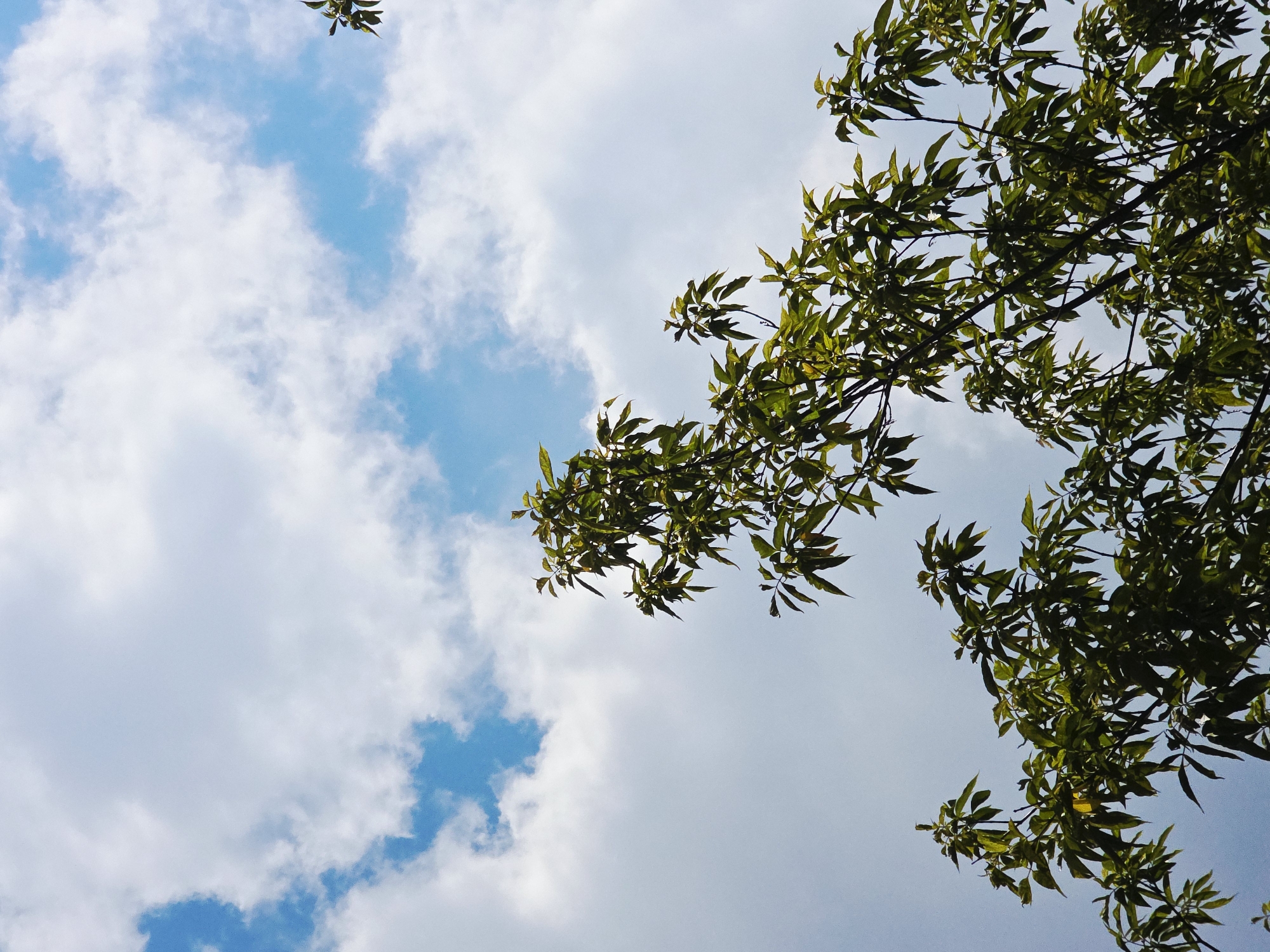 The image presents an upward view of a vibrant natural scene, dominated by a clear blue sky interspersed with fluffy white clouds. Green tree branches, laden with numerous leaves, frame the upper and right portions of the photograph, creating a natural canopy. The perspective is from directly beneath the tree, looking up towards the sky through the foliage.
The leaves are a rich green, appearing well-lit by natural daylight, suggesting a sunny or partly cloudy day. Some leaves show brighter highlights, indicating direct sunlight hitting their surface. The branches are dark, providing a contrast to the bright sky and lively green leaves. The clouds are predominantly white and scattered, with distinct patches of bright blue sky visible between them and through the gaps in the tree canopy.
No people, animals, or man-made objects are visible in the frame. The scene captures a peaceful outdoor moment, likely during the daytime, with no specific activity or event taking place beyond the natural existence of the sky, clouds, and trees. There is no visible text.
