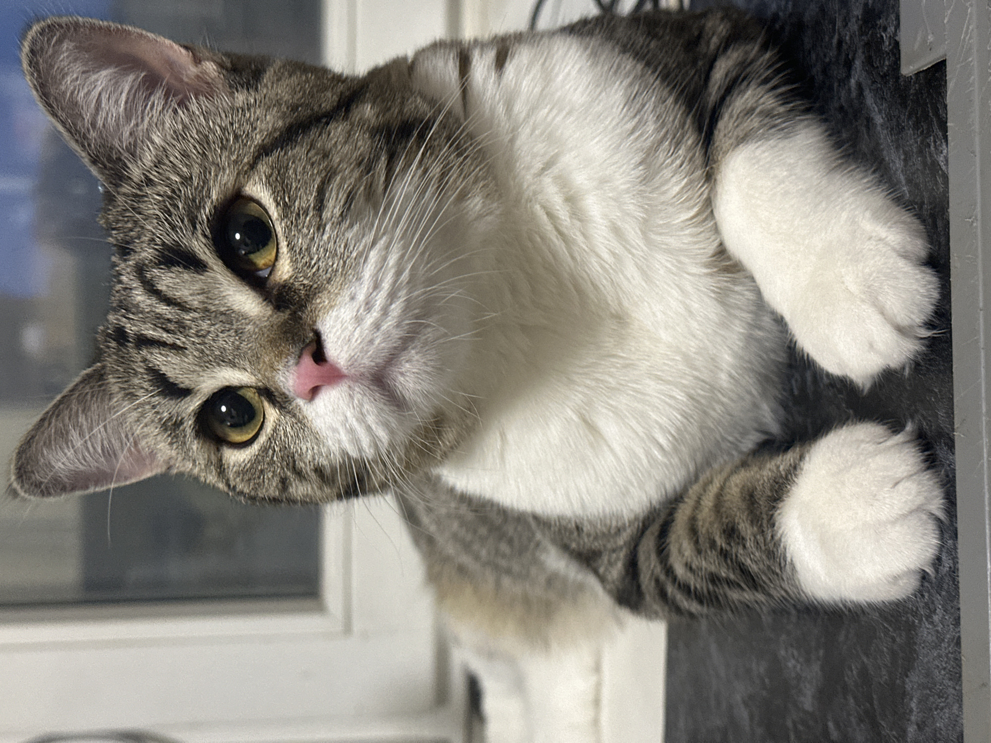 The image shows a close-up view of a cat with brown and gray tabby markings on its head and white fur on its chest and paws. The cat is lying down and looking directly at the camera with its yellow-green eyes. The cat has a pink nose and white whiskers. The background includes a window with a white frame, suggesting the photo was taken indoors. There is no information in the image to support a location in the city of Chaikovsky, Russia.