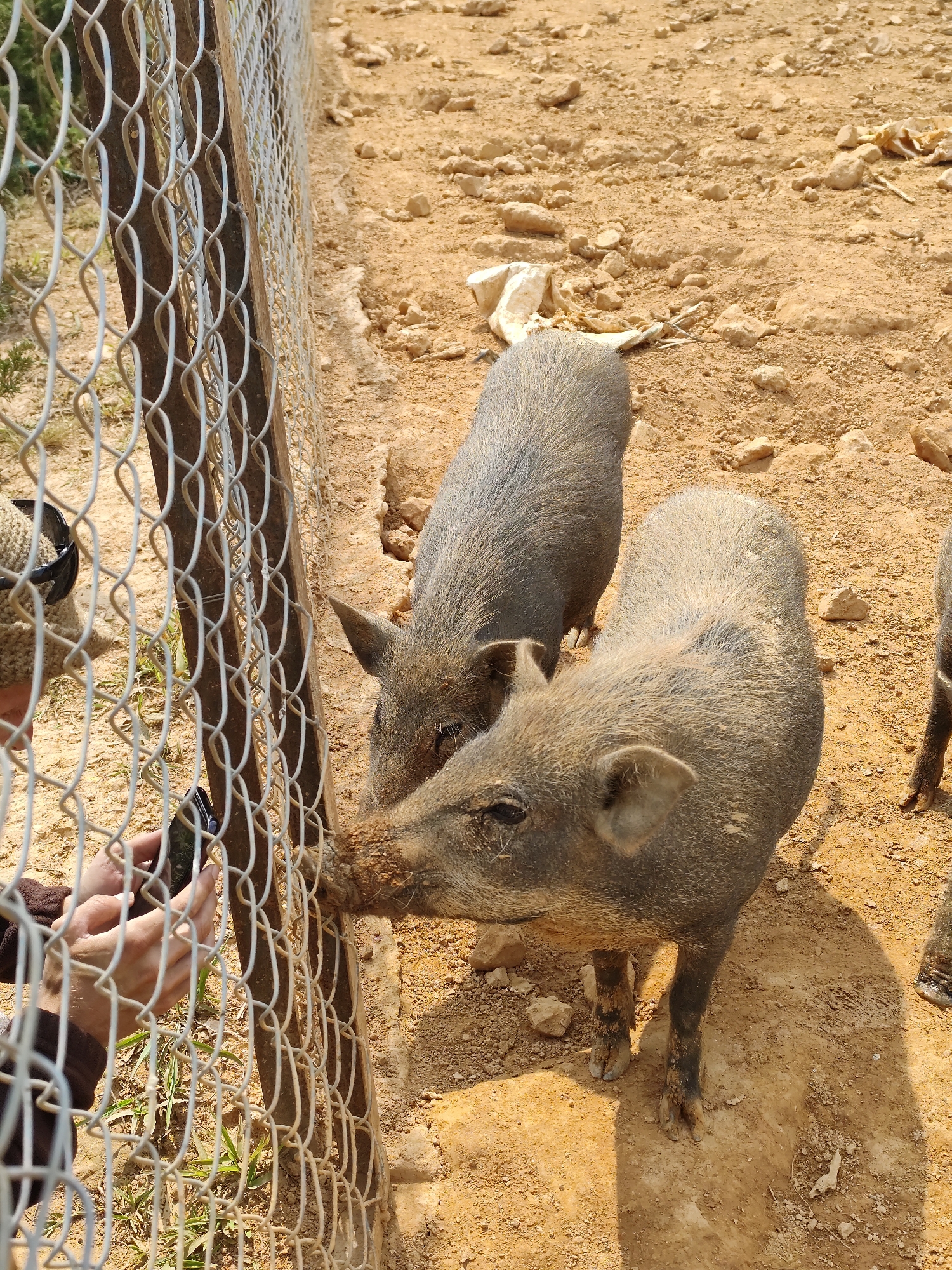 A medium-angle shot depicts three wild boars in an enclosure at a location potentially within Lạc Dương, Vietnam. One boar is actively interacting with a person just beyond the fence. The person, whose hands and portion of their arm and clothing are visible, is holding what appears to be a dark-colored object. The boar has its snout pressed against the fence, seemingly interacting with the object or the person's hand. The ground is dirt and small rocks. A wire fence runs vertically.
