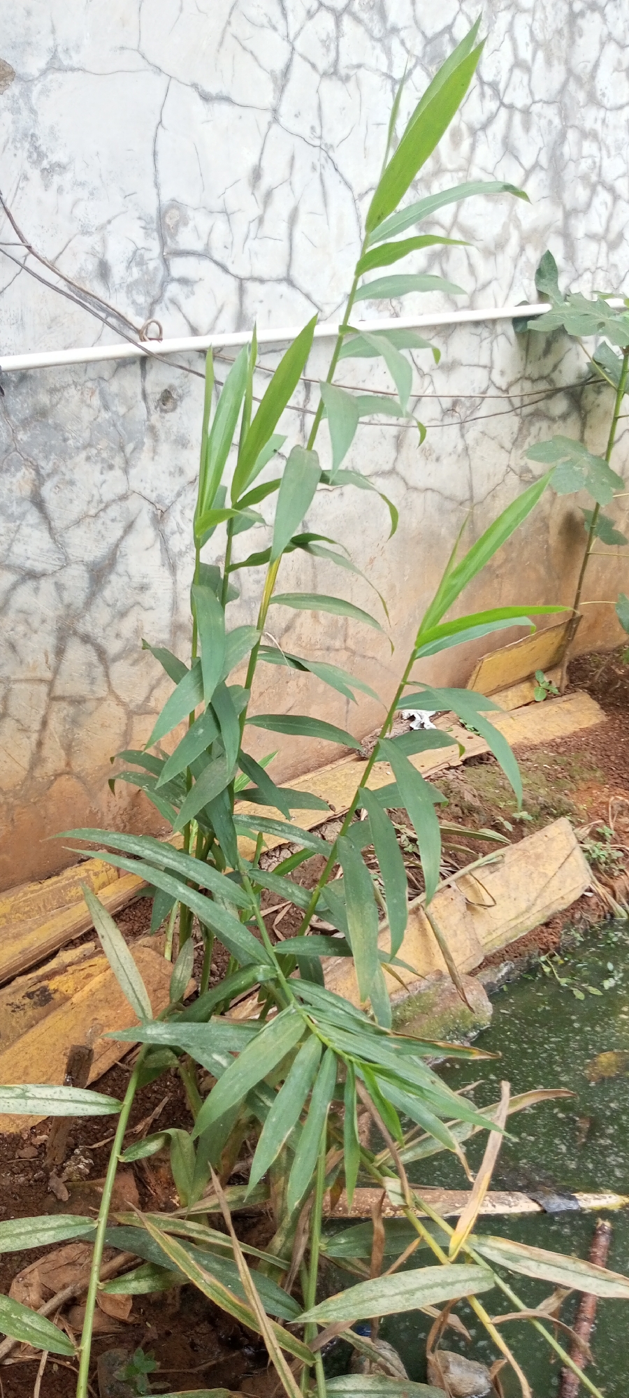 In Taman Rahayu, Indonesia, a ginger plant with long, green leaves grows in the foreground. The plant's stems are slender, and its leaves are lance-shaped. Behind the plant, a cracked, off-white concrete wall serves as a backdrop. A white pipe runs horizontally across the wall. The ground is covered with reddish-brown soil, dry leaves, and some yellowing wooden planks. To the right of the ginger plant, a murky body of water with green algae is visible. A small green plant is also growing near the water's edge. The lighting suggests it is daytime. There are no people or animals visible in the image.
