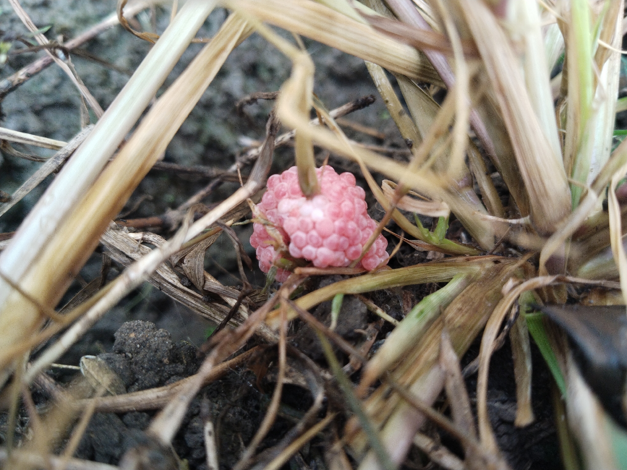 The image depicts a cluster of bright pink eggs, approximately golf ball size, nestled amongst dried brown grass and soil. The eggs appear to be spheroid, with individual egg units distinct and packed tightly together. The surrounding environment consists of both green and dry grass blades, interspersed with small twigs and dark soil. The location is likely in Sidoharjo, Indonesia. There are no humans visible in this image.