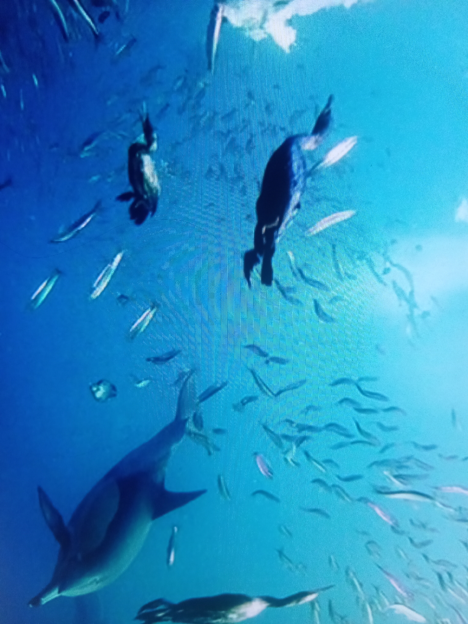 An underwater scene features a dolphin swimming below two birds. The dolphin is dark gray and appears to be moving towards the left side of the frame, its body elongated and streamlined. Two birds, one on the left and one on the right, are also underwater, appearing to be diving or swimming. They are dark in color with some lighter markings. A large school of small, silvery fish is visible swimming around the dolphin and birds, creating a sense of movement and activity within the blue water. The water is clear, and sunlight appears to be filtering down from above, creating some bright areas and shadows. The image is slightly pixelated, suggesting it might be a low-resolution photograph or video still. The location is unknown, with no specific city or geographical features identifiable.