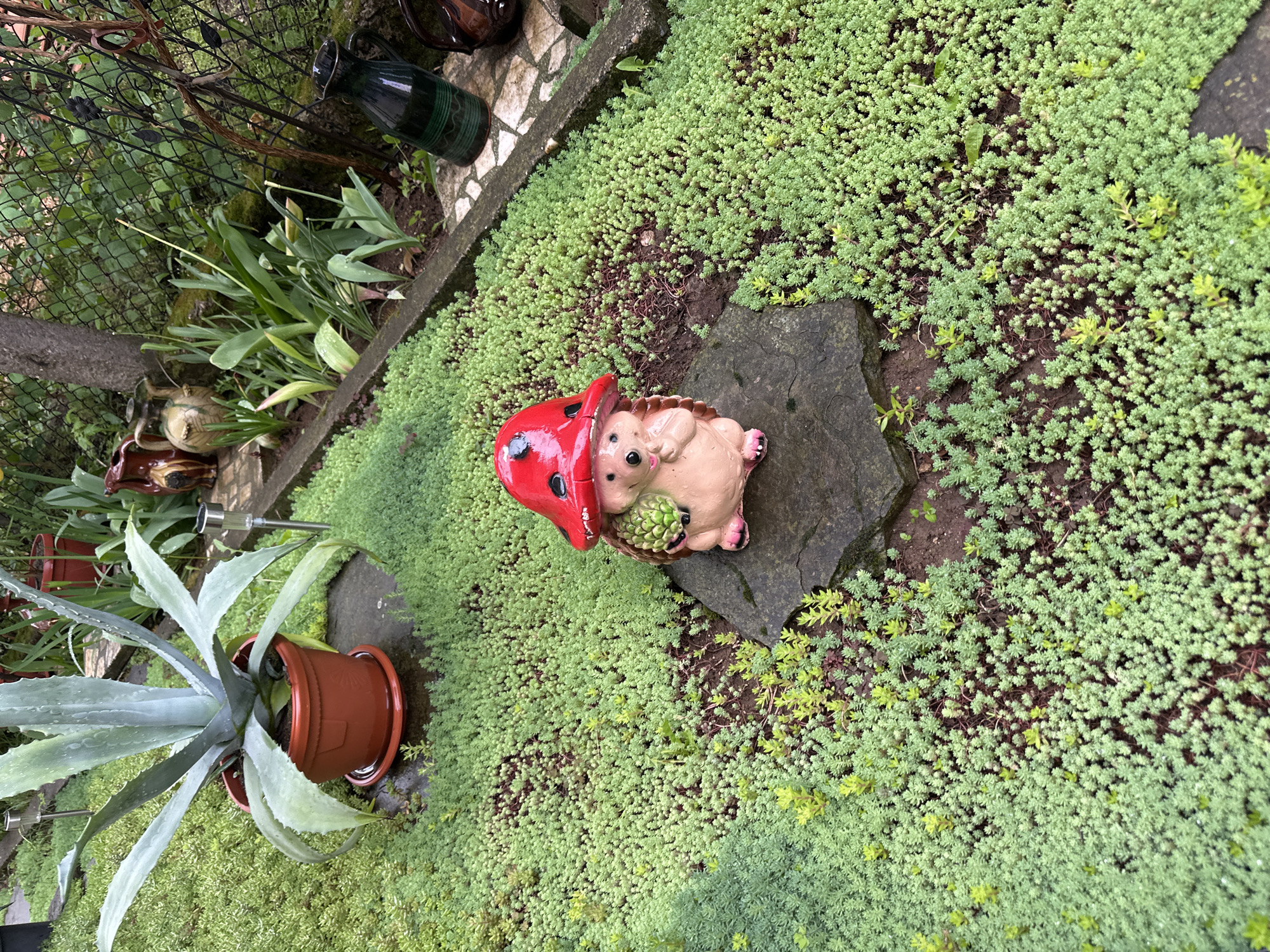 The image shows a garden scene, likely in a residential area. The ground is covered with a dense, low-growing green groundcover. In the center of the frame, there is a decorative ceramic figure of a hedgehog wearing a red mushroom cap, placed on a flat stone. To the left, a potted agave plant sits on the groundcover. In the background, there's a variety of garden decorations and greenery, including decorative pots, bottles, and a metal fence. The location is specified as Montana, Bulgaria, but there are no elements in the image that can confirm this location.