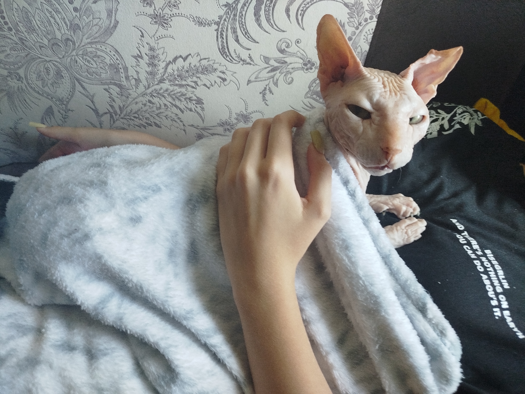 The image shows a Sphynx cat wrapped in a soft, light-colored blanket. A person's arm and hand are resting on the blanket, touching the cat. The cat has pale pink skin and large ears, and its eyes are partially closed. The background consists of a patterned wallpaper on the left and a black fabric with white text on the right. The text reads "AND THERE'S NOTHING ON EARTH YOU CAN DO ABOUT IT. BISHOFLIN". The scene appears to be indoors, possibly a home environment. No specific details about Zavodoukovsk, Russia are visible in the image.