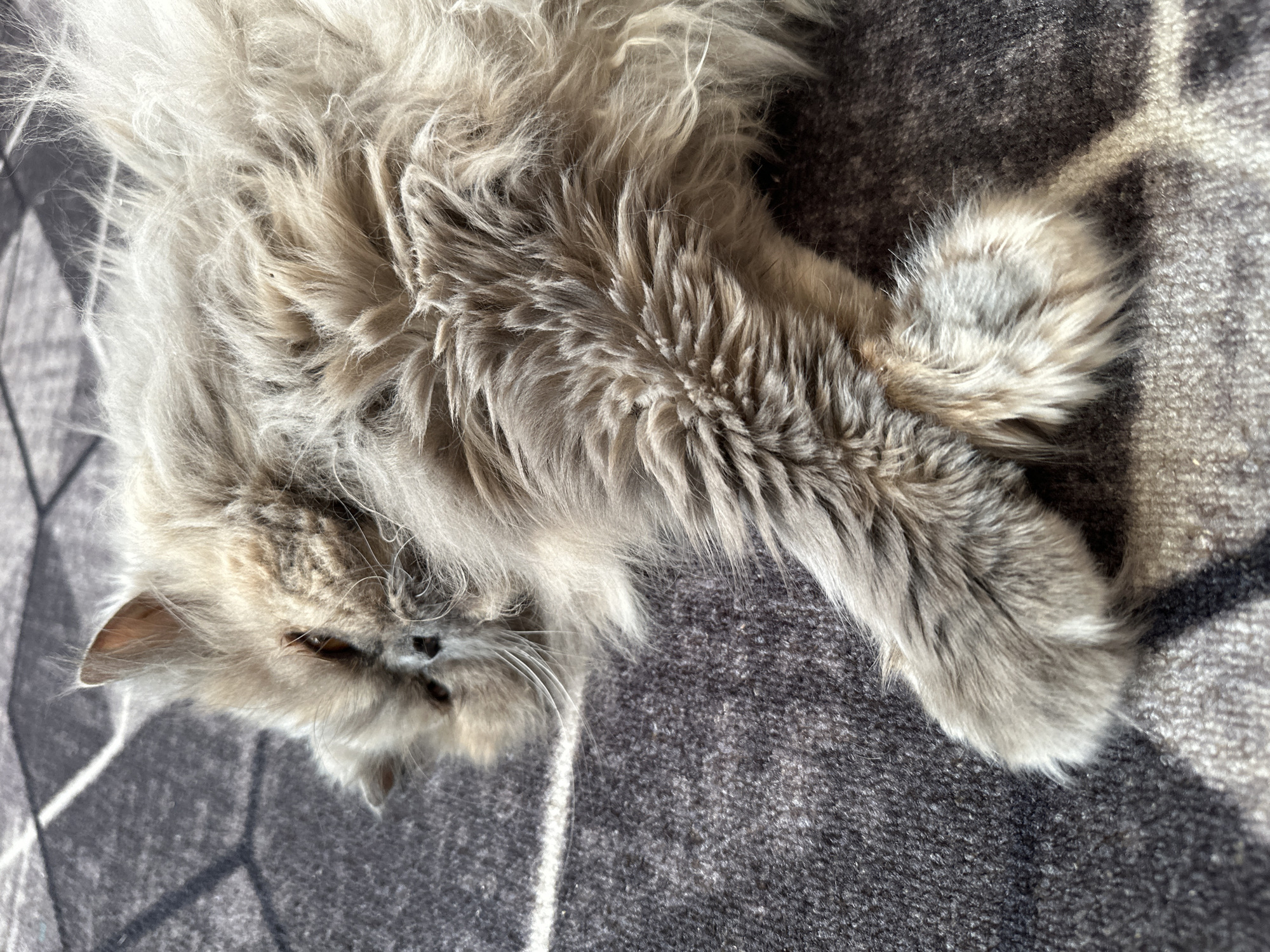 A fluffy, gray Persian cat is lying on a gray, patterned rug. The cat is positioned with its head toward the lower left of the frame, and its extended front paw angled toward the upper right. The background features alternating light and dark diamond shapes. The image appears to be taken indoors. There is no indication of the city of Chaikovsky, Russia.