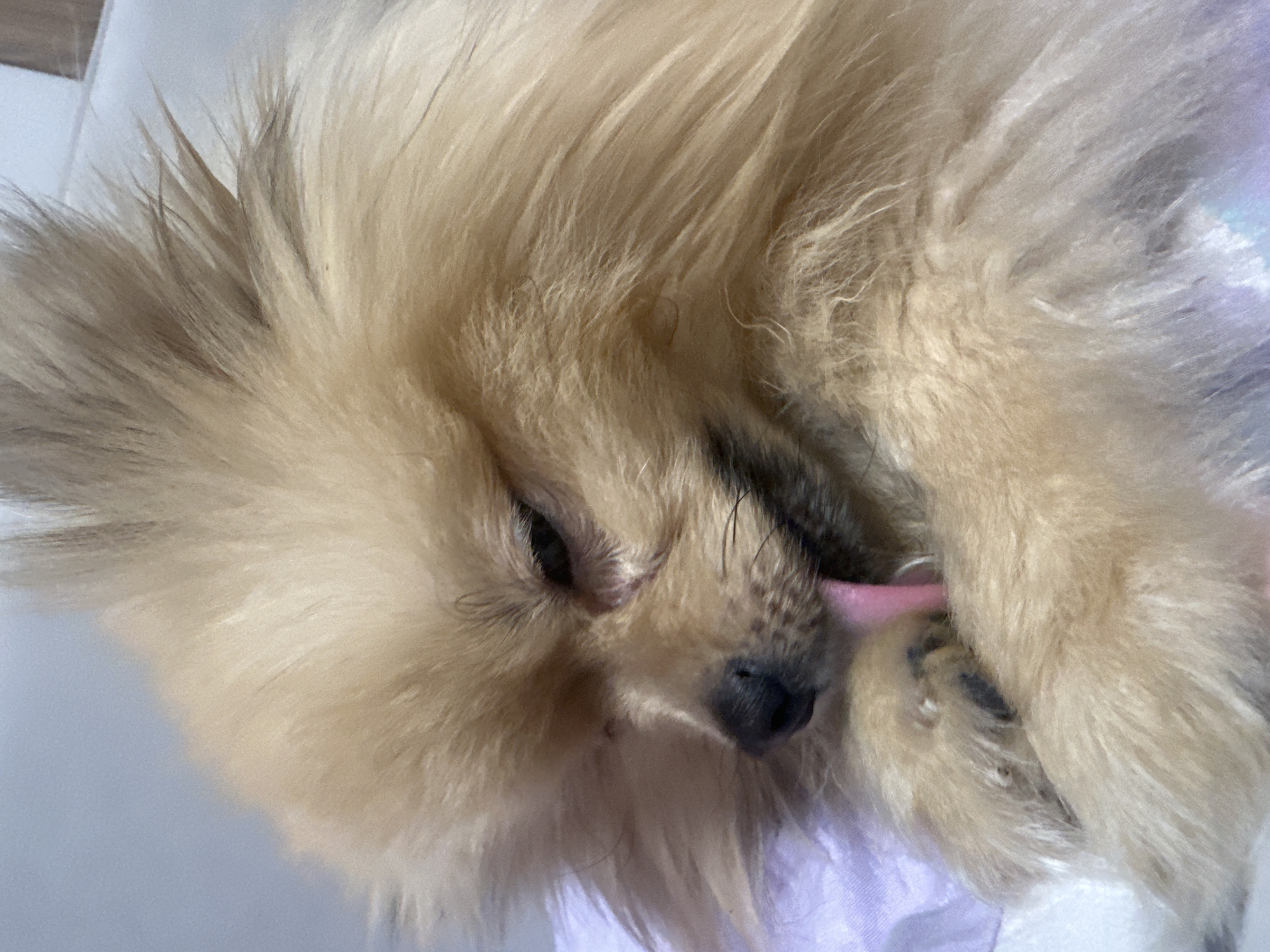 This image depicts a light tan Pomeranian-type dog in a close-up, captured indoors within the city of Votkinsk, Russia. The dog is actively grooming its front left paw, with its pink tongue extended to make contact. Its eyes are partially closed, and its black nose is prominent. The animal's fur is dense and appears well-maintained. The dog rests on a soft, light purple and white textile surface. The background is an indistinct, light grey plane.