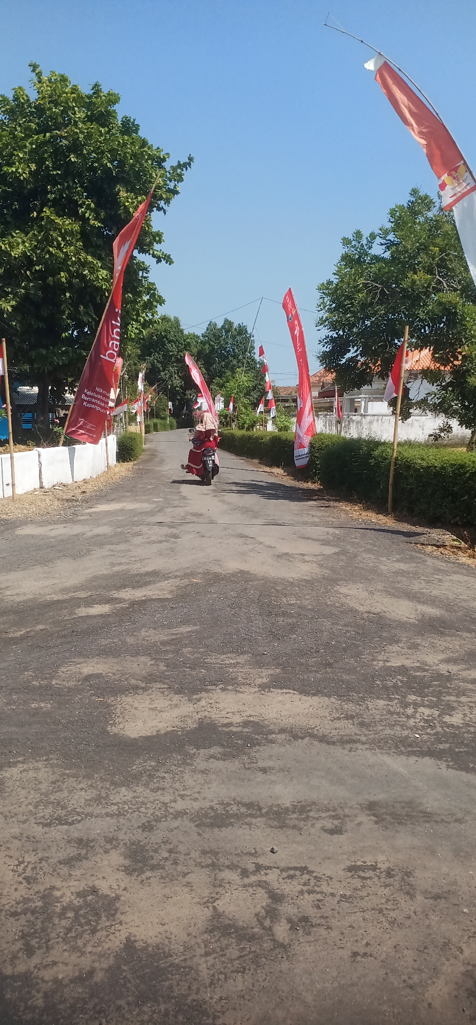 This is a vertical, eye-level, full-shot photograph taken outdoors on a sunny day on a paved road, likely in Tamansari, Indonesia, judging by the Indonesian flags. The road surface is asphalt with visible patches of lighter colored material, suggesting wear or repair. Trees with dense green foliage line both sides of the road. Red and white Indonesian flags, some with vertical text in white and a red crest, are prominently displayed along the roadside, attached to poles or tied to wires strung across the road. The flags are a mix of solid red and white flags, and larger red banners.
In the middle ground, a person wearing a red outfit and a headscarf is riding a red and black motorcycle away from the camera. The motorcycle appears to be a scooter-style vehicle. The person is looking ahead, and their face is not clearly visible. In the background, several white buildings with orange-tiled roofs are visible, situated behind hedges. The sky is clear and blue. A white concrete barrier, topped with bamboo poles, runs along the left side of the road in the foreground. The overall scene suggests a festive or commemorative occasion, possibly related to Indonesian Independence Day.