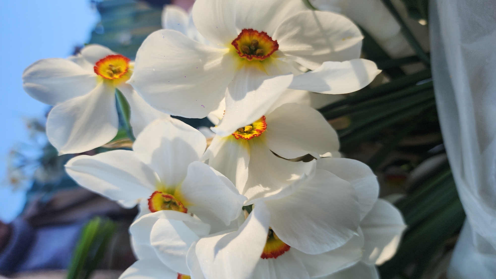 The image features a close-up of several white flowers with yellow and red centers. The flowers appear to be daffodils. The background is blurred, but there is a hint of blue sky and green foliage. The location is likely Khimki, Russia, but the image itself doesn't provide that information, it was likely a setting specified in the prompt.