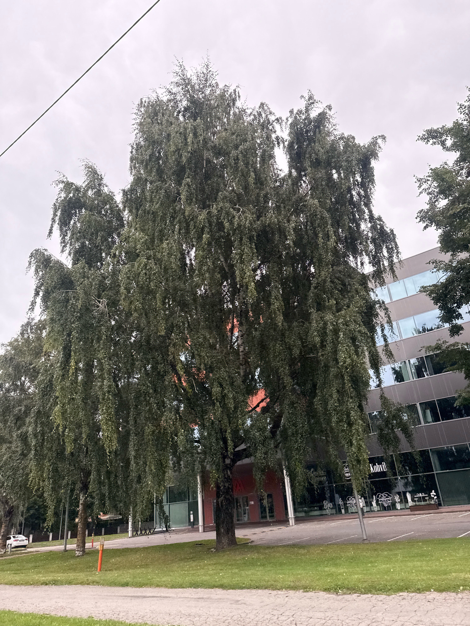 The image depicts a street view in Tallinn, Estonia, on a cloudy day. In the foreground, a large birch tree with drooping branches dominates the left side of the frame. To the right, a modern office building with a grey facade and horizontal rows of windows is visible. The windows reflect the overcast sky. A sign with the word "Kohvi" (coffee in Estonian) is discernible on the building's glass facade. A paved walkway is in the bottom foreground, followed by a grassy area. A few traffic cones and streetlights are scattered along the roadside. A white car is parked on the left side of the street. The overall atmosphere is one of a calm, urban environment.