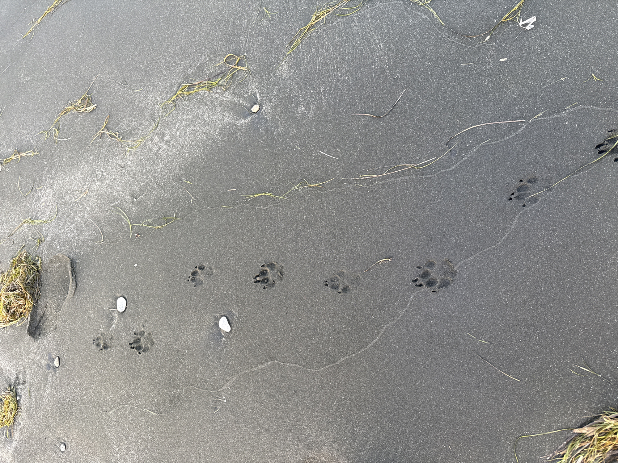 The image shows paw prints on a sandy beach, likely in Burgas, Bulgaria. The sand is dark gray and wet in places, with visible ripples from the receding tide. Scattered across the sand are small white pebbles and strands of dry grass or seaweed. A distinct trail of paw prints, appearing to be from a medium-sized dog, leads diagonally across the frame from the upper left to the lower right. The prints show clear indentations of toes and a heel pad. There are no people or other animals visible in the frame. The lighting suggests it is daytime, possibly overcast, as there are no strong shadows. The overall impression is a natural beach environment with evidence of recent animal activity.