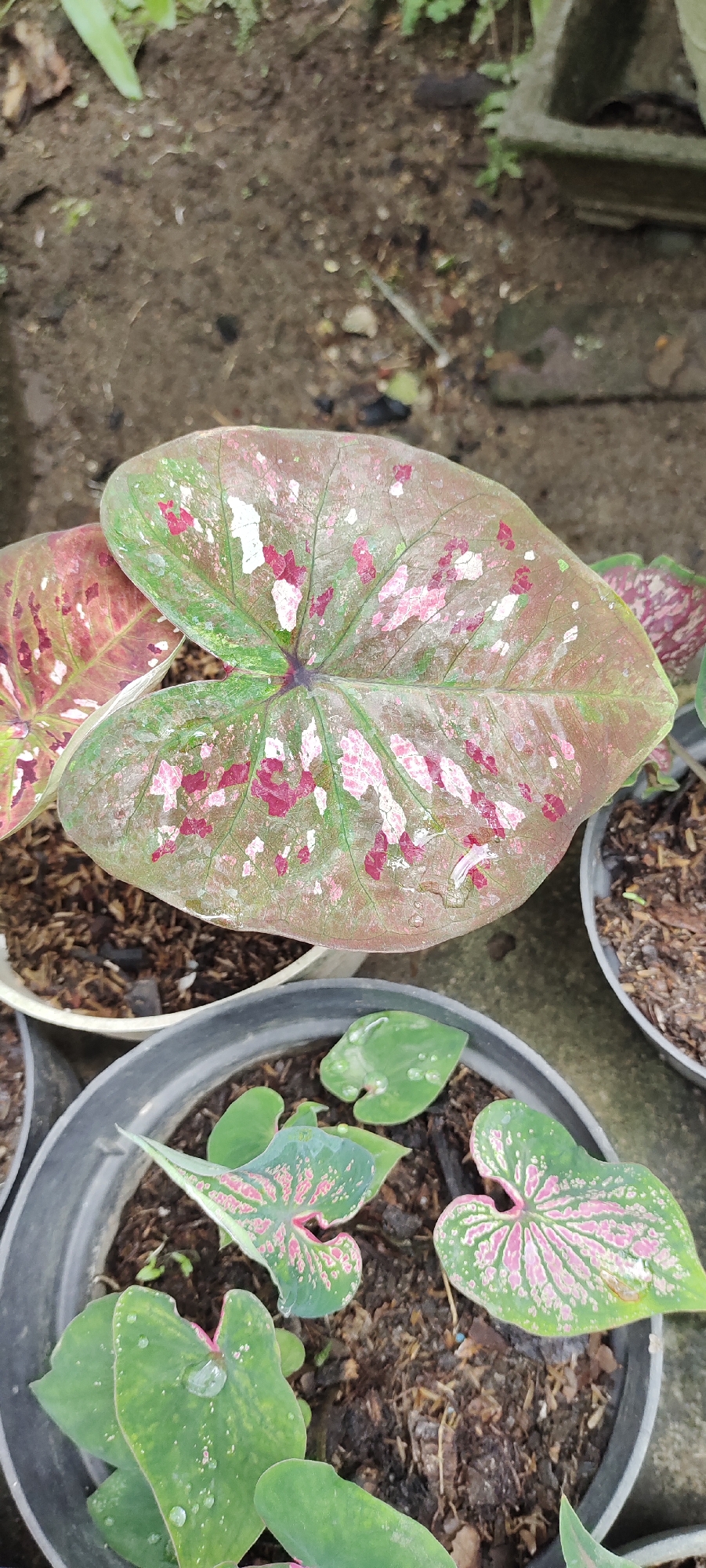A close-up, top-down perspective shows several potted caladium plants with heart-shaped leaves, some displaying prominent green, pink, and white splotches. Water droplets are visible on some leaves. The pots, appearing to be black plastic, are filled with dark soil and organic matter. The background consists of dry, brown soil and some greenery, suggesting an outdoor setting in Lhokseumawe, Indonesia. The lighting is natural, and there are no people or animals in the frame.