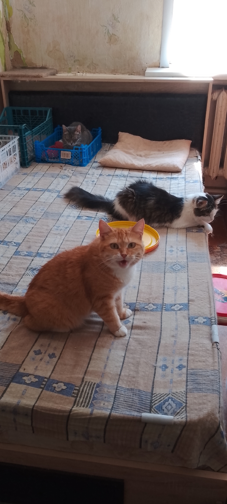 The image depicts an indoor domestic scene, likely a bedroom or living area. The primary subjects are three domestic cats. In the foreground, a ginger and white cat is seated on a bed, looking towards the camera with its mouth slightly open. Behind it, a black and white long-haired cat is lying down on the bed. Further in the background, a grey tabby cat is visible resting inside a blue plastic crate. The bed is covered with a blue and beige checkered blanket. Various plastic crates are present in the background, suggesting storage or transport containers. The room appears to be somewhat aged, with peeling wallpaper and visible wooden furniture. A window is visible on the right side of the image, allowing sunlight to enter, creating shadows and highlighting dust particles in the air. The overall impression is that of a candid, unposed snapshot of a home environment with its feline inhabitants. The scene does not contain any elements that would suggest a specific location within the city of Belgorod, Russia, beyond it being an indoor residential setting.
