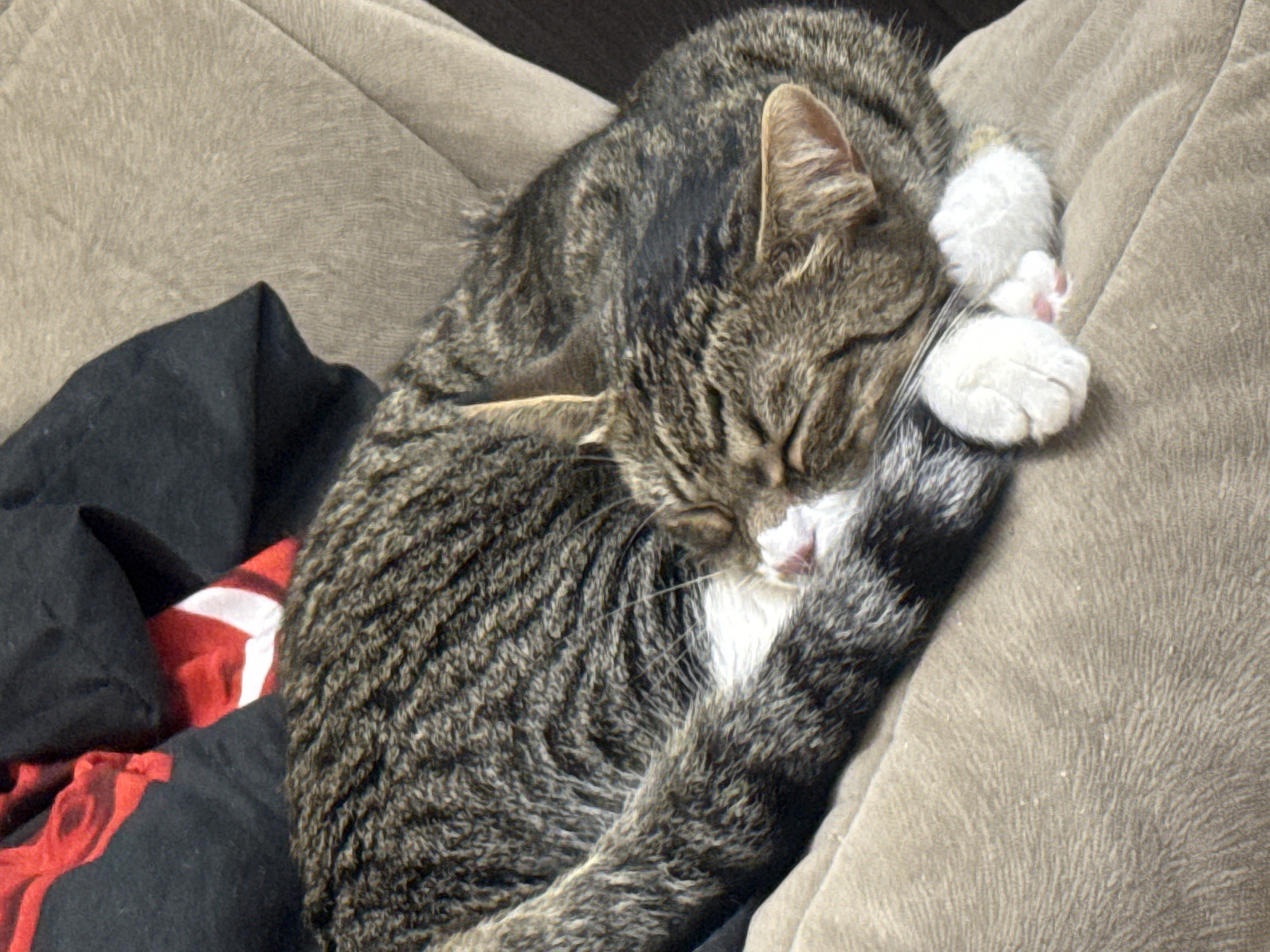 An indoor medium shot, taken from a high angle, features a tabby cat curled up and sleeping on a beige textured surface, possibly a sofa. The cat is predominantly gray with black stripes and white markings on its chest and paws. Its eyes are closed, and its paws are tucked in, indicating a state of deep sleep. Behind the cat, dark fabric with a red and white pattern is visible, suggesting it is nestled amongst clothing or blankets. The environment appears to be a domestic setting. There is no identifiable location within the city of Simferopol, Ukraine.