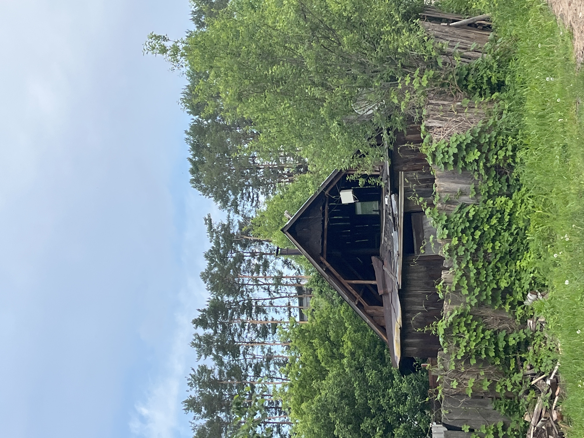 The image presents a rustic, weathered wooden structure, likely an old shed or barn, situated in an overgrown natural setting during the daytime in Chaikovsky, Russia. The building, positioned in the lower-right portion of the frame, exhibits a dark, A-frame gable end with visible wooden planks. A small, white rectangular object, possibly a light fixture or electrical box, is mounted on the gable, with a darker opening or window below it.
The structure is notably integrated with its environment, as verdant green vines and foliage extensively cover its right side and parts of its walls, hinting at disuse or a long-standing presence. To the immediate right of the building, a stretch of tall, wild green grass dotted with white dandelions leads to an area of bare ground or a dirt path.
A dense array of lush green deciduous trees forms a vibrant backdrop around the structure. Beyond these, a clear line of tall, slender coniferous trees, likely pines, stands against a bright, light blue sky with only faint traces of clouds, indicating fair weather. The scene is devoid of people or discernible activity, conveying a sense of quiet natural encroachment and rural tranquility. No text is visible within the image.