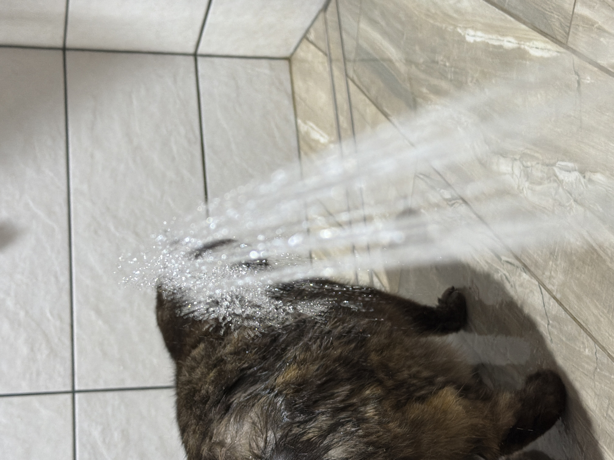 The image captures an overhead view of a domestic animal, likely a cat, being showered with water. The animal has mottled fur, appearing dark brown and tan, and is positioned on a light-colored tiled floor with prominent dark grout lines forming a grid pattern. A stream of water is actively hitting the animal's back, creating a visible splash and glistening droplets. The animal's fur on its back is wet and matted from the water. In the background, a tiled wall with a light, marbled, linear pattern is visible, consistent with a bathroom or shower setting. The cat's face is not clearly visible, making its emotional state undeterminable. No text is visible in the image. This event is taking place indoors in Chaikovsky, Russia.