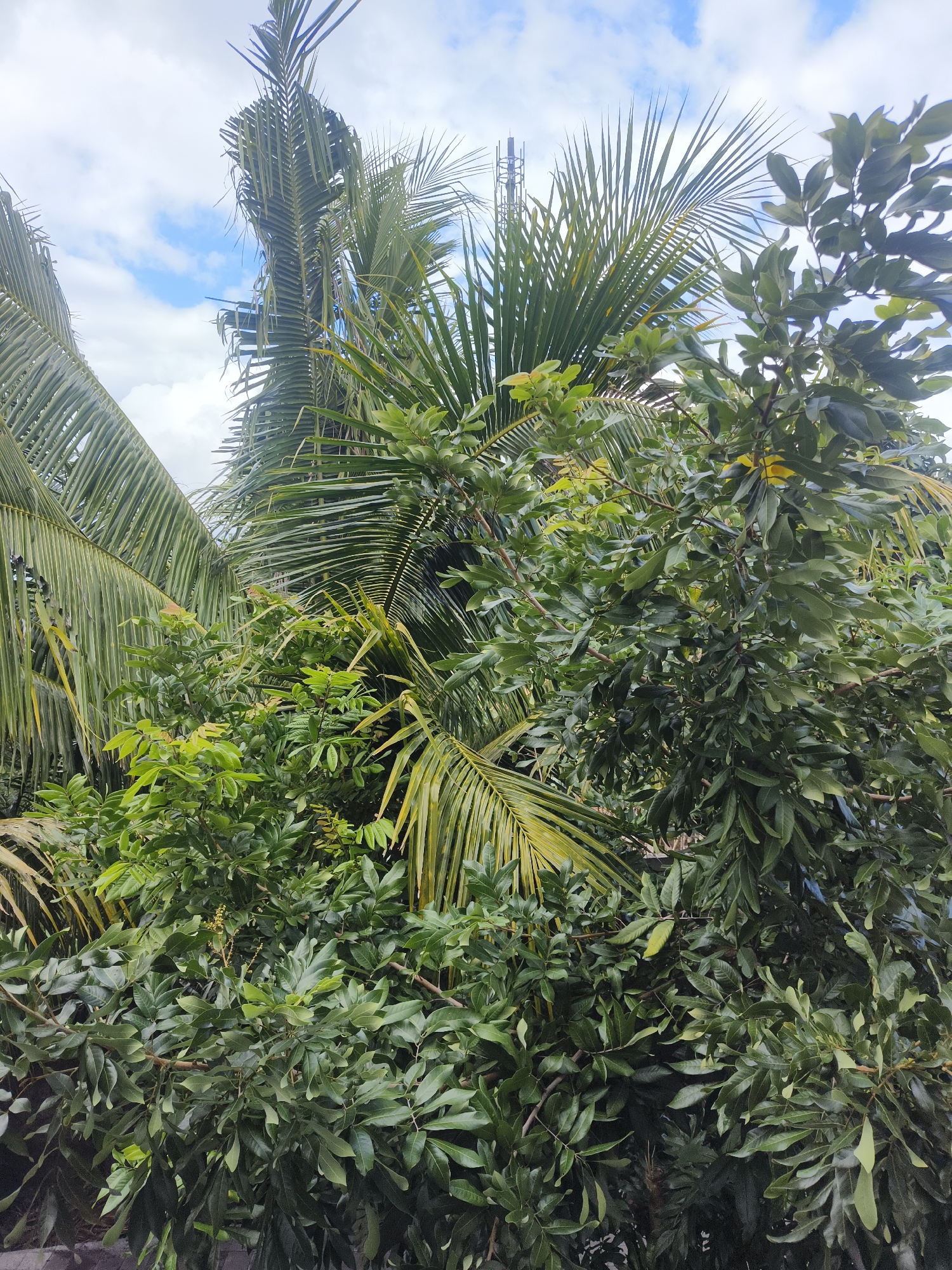 The image shows a dense canopy of lush green foliage from several trees, dominated by large palm fronds and smaller, broader leaves. The palm fronds, likely from a coconut palm, are a vibrant green with some yellowing, extending from the top left and center of the frame. Interspersed with the palm fronds are the leaves of another type of tree, which are smaller, oval-shaped, and a deep green color. Some branches are visible, with clusters of small yellow flowers or fruits on one of the trees. The background shows a cloudy sky with patches of blue. The scene is indicative of a tropical environment, likely in a residential or garden area within Kuta Selatan, Indonesia, given the prevalence of palm trees and the lush vegetation. No people or specific urban structures are clearly visible, but the dense growth suggests a well-established green space.