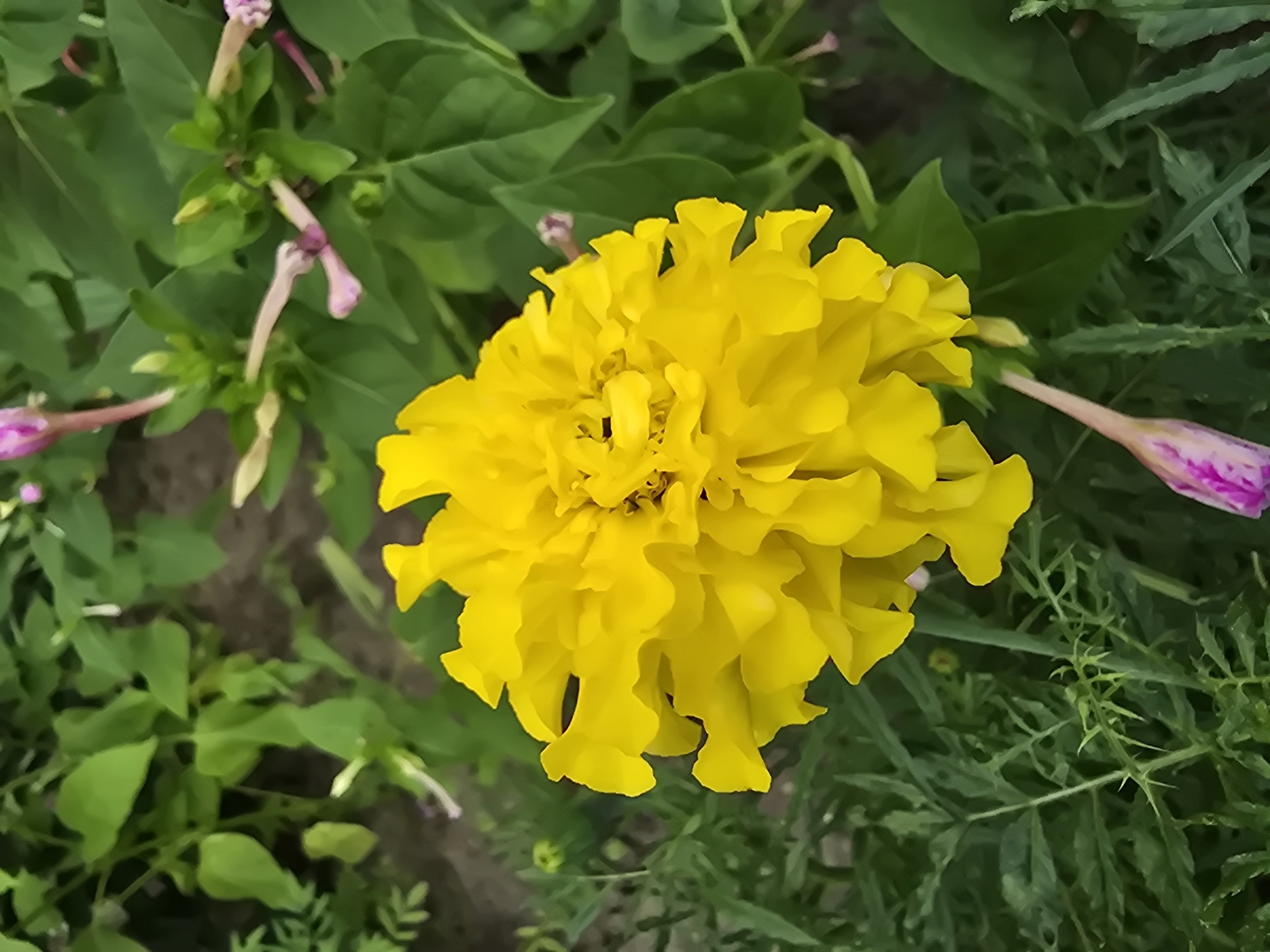 A bright yellow, multi-petaled flower is in full bloom, dominating the center of the frame. It is surrounded by lush green foliage and several unopened buds, some of which are tinged with pink. The image appears to be a close-up shot of the flower in a garden setting. No people or specific Vyshneve landmarks are visible.