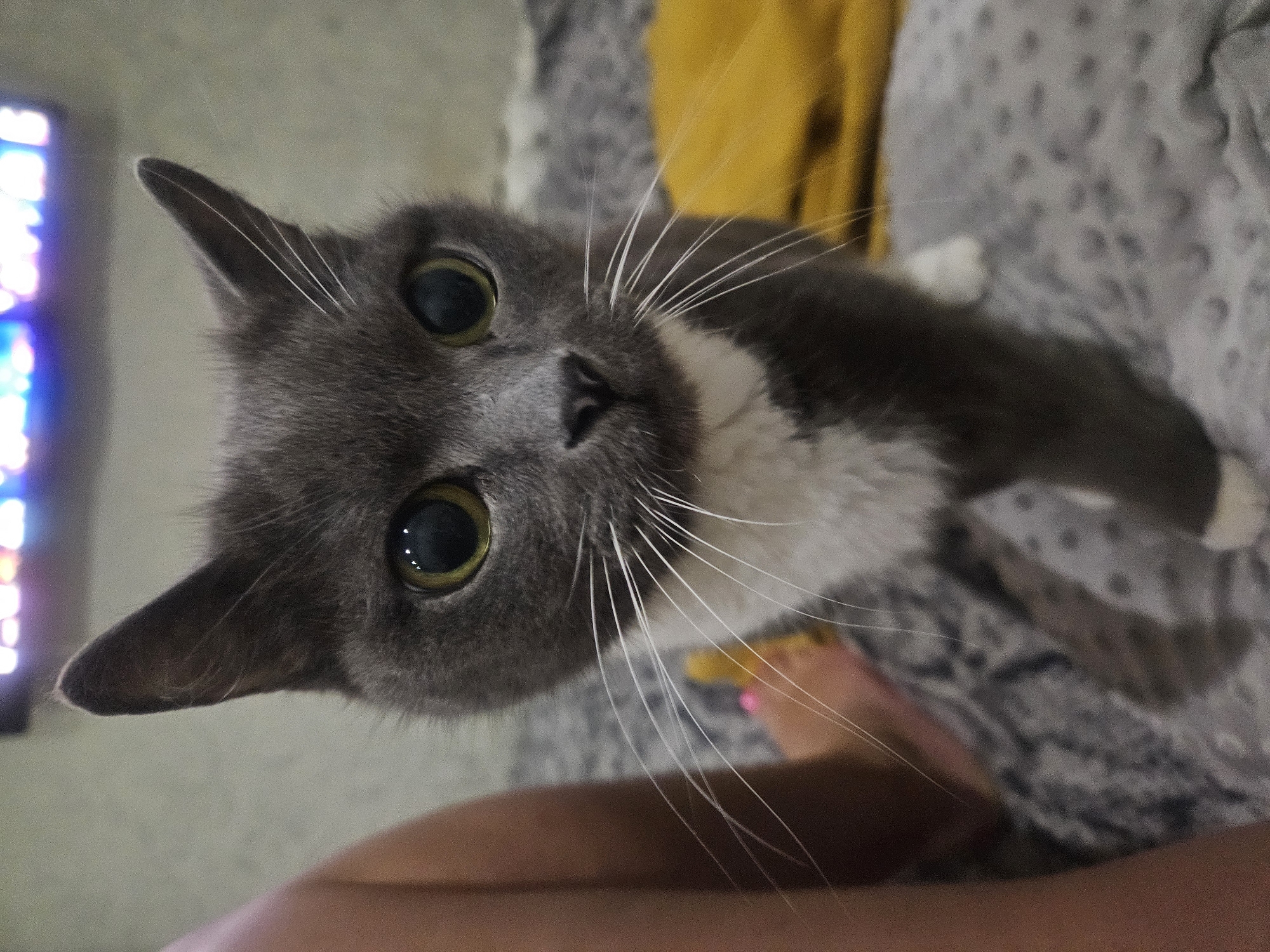 A close-up, slightly angled, indoor shot focuses on a gray cat with white fur on its chest and paws. The cat has large, yellow-green eyes and numerous white whiskers. In the background, a gray patterned blanket or sheet is visible, along with a blurry television screen on the left side, emitting light with blue and purple hues. A blurry yellow fabric is present towards the top of the frame. In the foreground, there is a section of human skin, possibly legs or torso, with a pink painted toenail. The cat appears to be the primary subject, looking directly at the camera. There is no information to verify if this photo was taken in Rodniki, Russia.