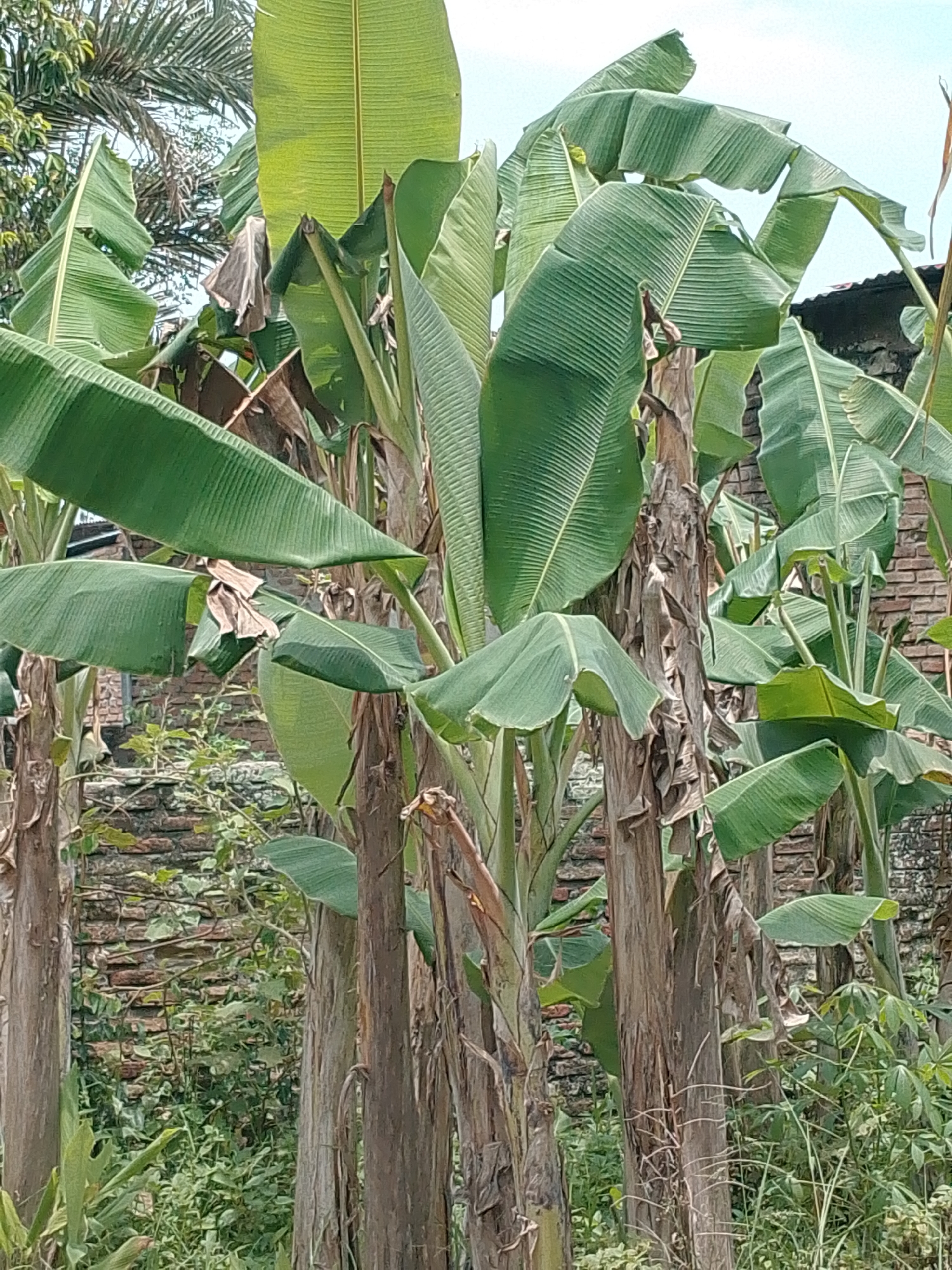 In Bakaran Batu, Indonesia, a cluster of banana trees with their characteristic large, green leaves dominates the foreground of the image. The rough, fibrous trunks of the trees are visible, some appearing older and drier than others, with a few brown, withered leaves clinging to them. Behind the banana trees, a rustic brick wall is partially visible, overgrown with vines and smaller green plants, suggesting a natural or semi-cultivated environment. The sky above is a pale blue, indicating daylight. The overall scene depicts a lush, tropical setting, likely outdoors in a residential area or a garden within Bakaran Batu.