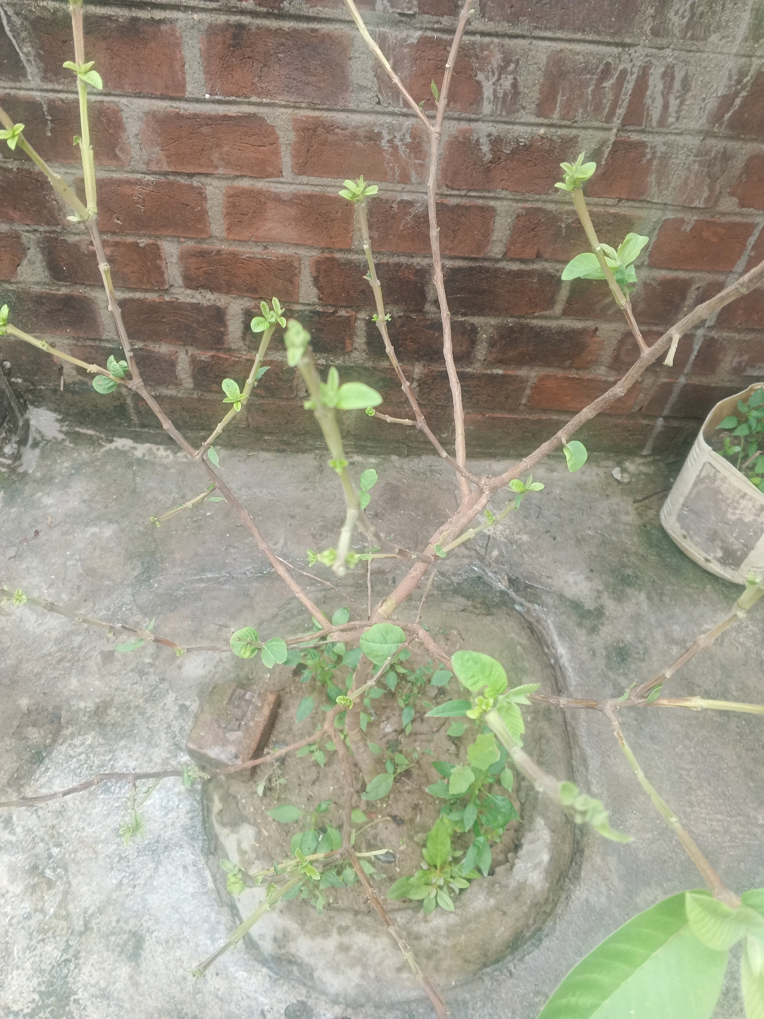 A potted plant with thin, branching stems and small green leaves is situated in front of a red brick wall. The plant is in a circular concrete planter filled with soil. The ground around the planter is a light gray concrete surface. In the upper right corner, a white plastic container with a plant is visible. The scene is outdoors, likely in a residential area. The overall lighting suggests it is daytime. The image was taken in Rajoda, India.