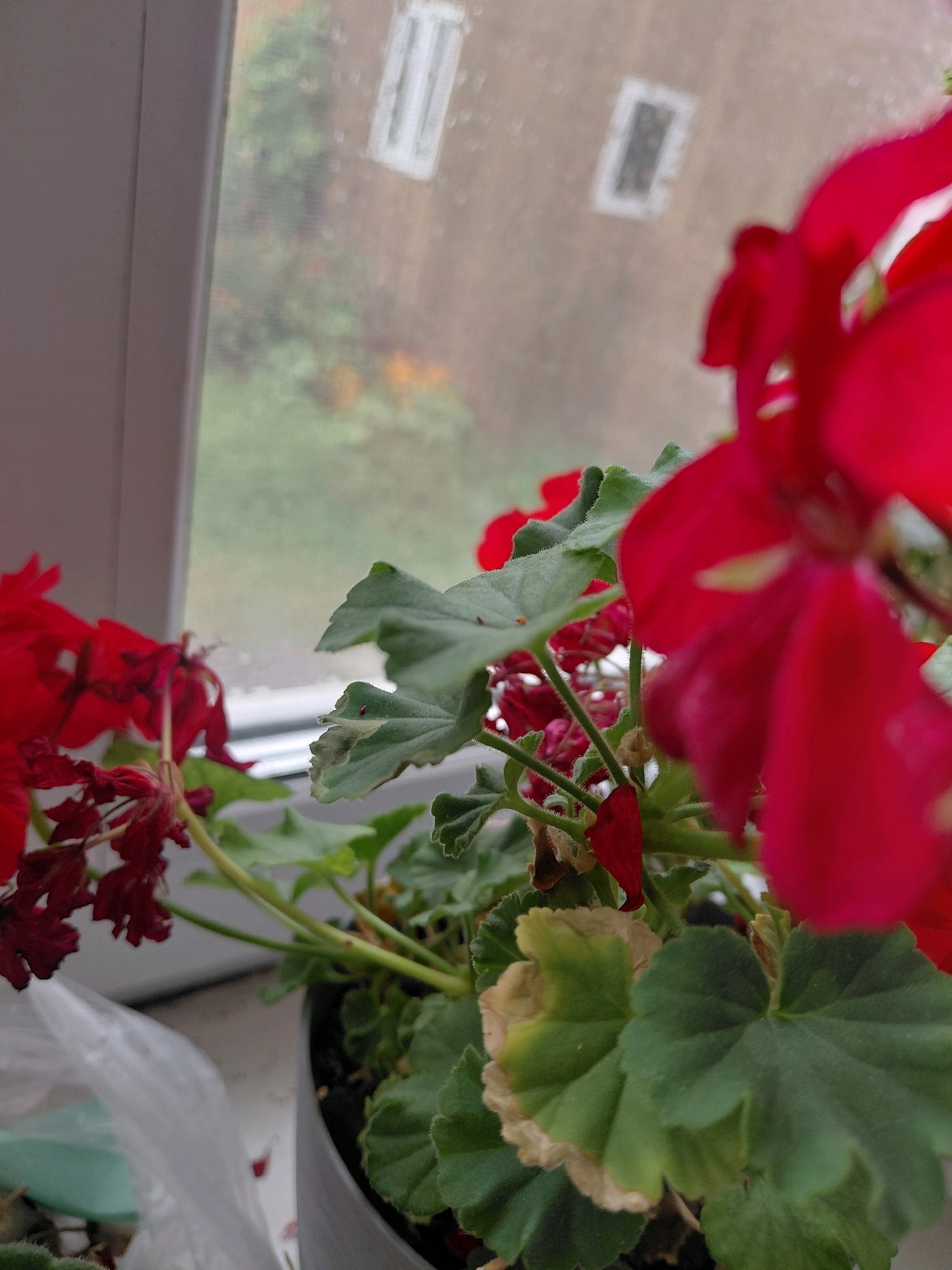 A close-up, low-angle shot captures a potted plant with vibrant red flowers and green leaves positioned on a windowsill. The plant is in focus, showcasing the texture of its fuzzy leaves and delicate petals. Through the window, a blurred urban background is visible, with hints of buildings and trees suggesting an outdoor environment. The overall scene conveys a sense of indoor life juxtaposed with the outside world. The location is specified as Malinovka, Russia. There are no people or actions depicted in the image.