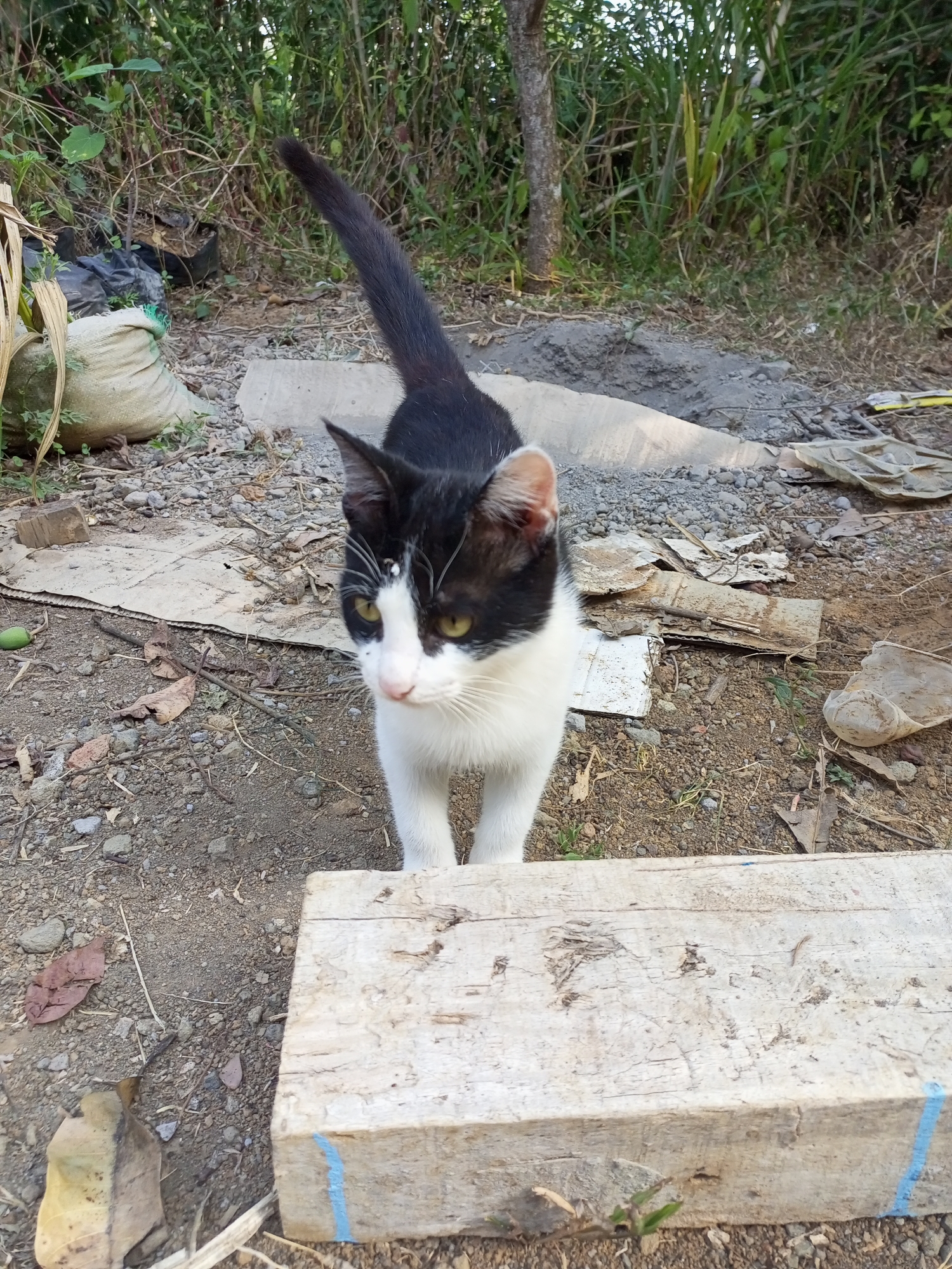 A black and white cat stands on gravelly ground, facing forward and slightly to the left. The cat has yellow eyes, white fur on its chest and paws, and black fur on its back and tail. Behind the cat, there is dense green foliage, a tree trunk, and various debris including sacks, plastic bags, and pieces of wood and cardboard. A light-colored wooden plank with blue markings is positioned in the foreground. The scene appears to be an outdoor area in a rural or undeveloped part of Jatipurno, Indonesia, possibly a construction or storage site given the presence of building materials.