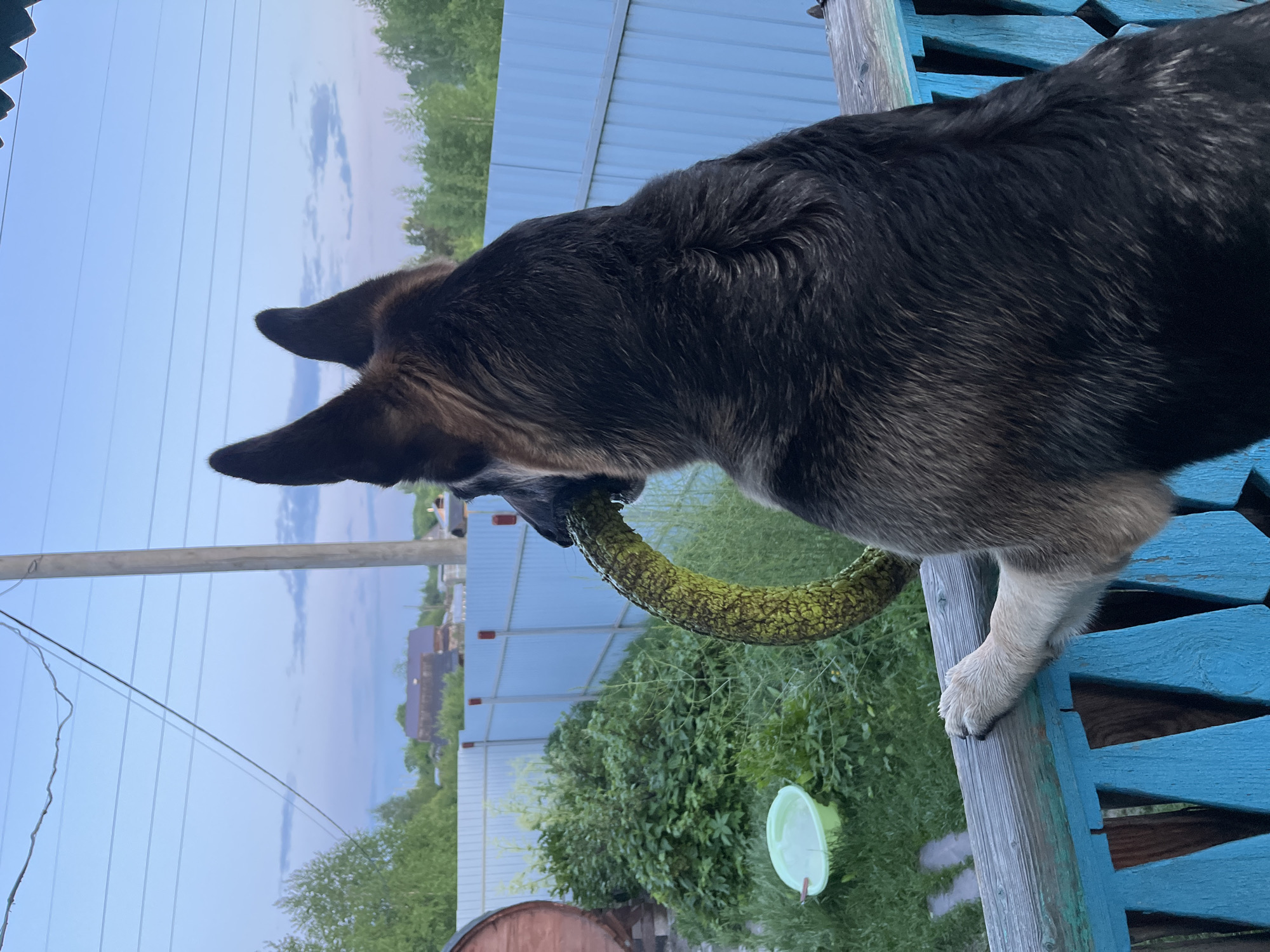A dog is holding a green, textured ring in its mouth while standing on a blue painted wooden structure. The dog is mostly black and tan. A white bucket is visible in the background behind the dog. There are green bushes and a partially visible barrel in the background as well. A white fence sits in the background. Power lines and houses can be seen in the distant background.
The image appears to be taken in an outdoor residential area, possibly in a rural or suburban setting. The location, Nizhny Tagil, Russia, is not explicitly evidenced in the image, but could be inferred from possible Russian features in the distant background and architecture. The context would require more detailed analysis of visible buildings, vehicles, or landmarks.