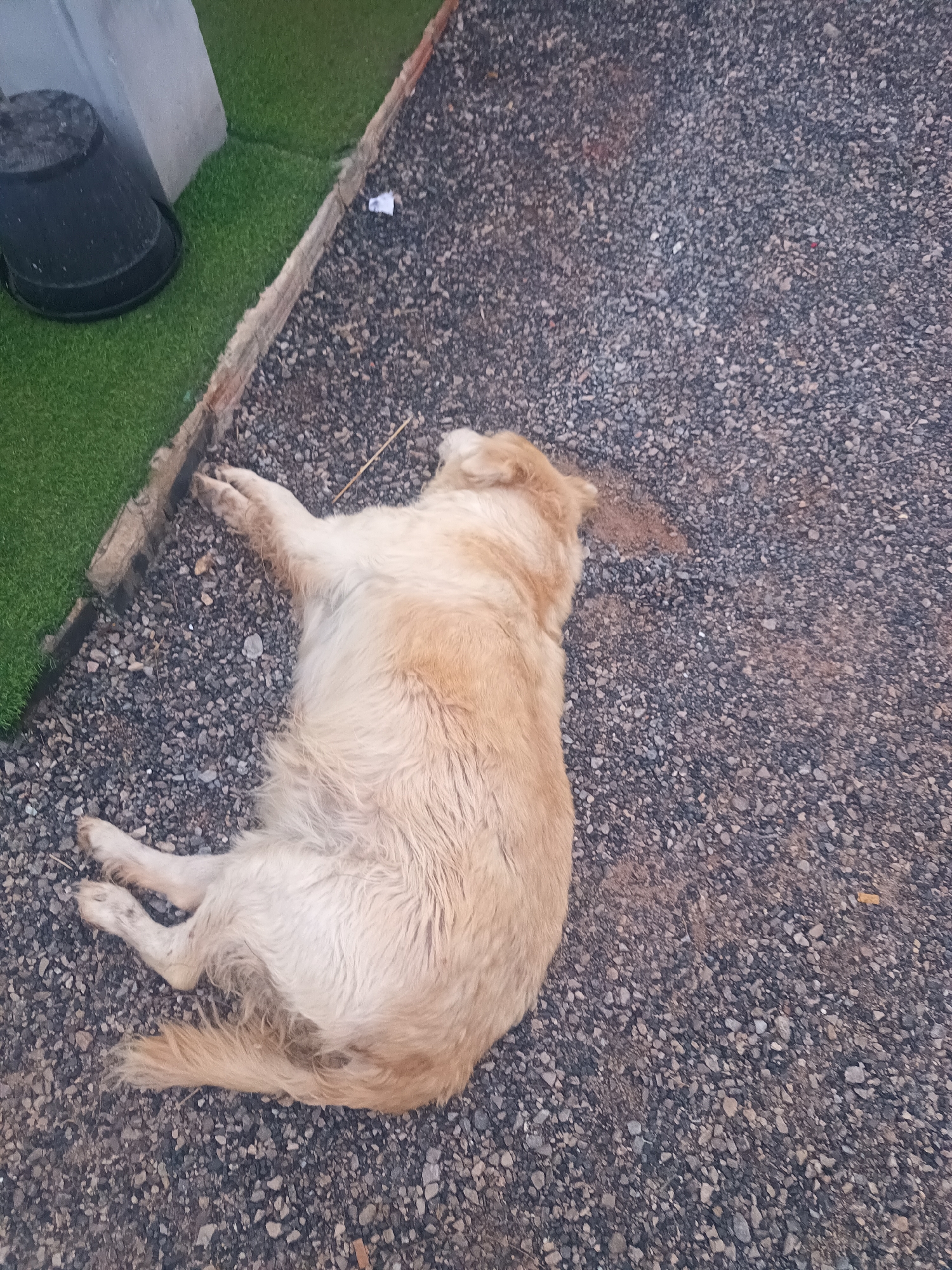 A tan-colored dog is lying on a surface of small gray gravel in Surat Thani City Municipality, Thailand. The dog is positioned lengthwise in the frame, with its head toward the upper right and its tail toward the lower left. The dog's legs are extended, and it appears to be resting or sleeping. To the left of the dog, artificial green turf is visible, bordered by a gray concrete structure and a black plastic bucket. A small piece of white paper lies on the gravel between the turf and the dog. A small brown leaf is visible on the gravel near the dog's head.