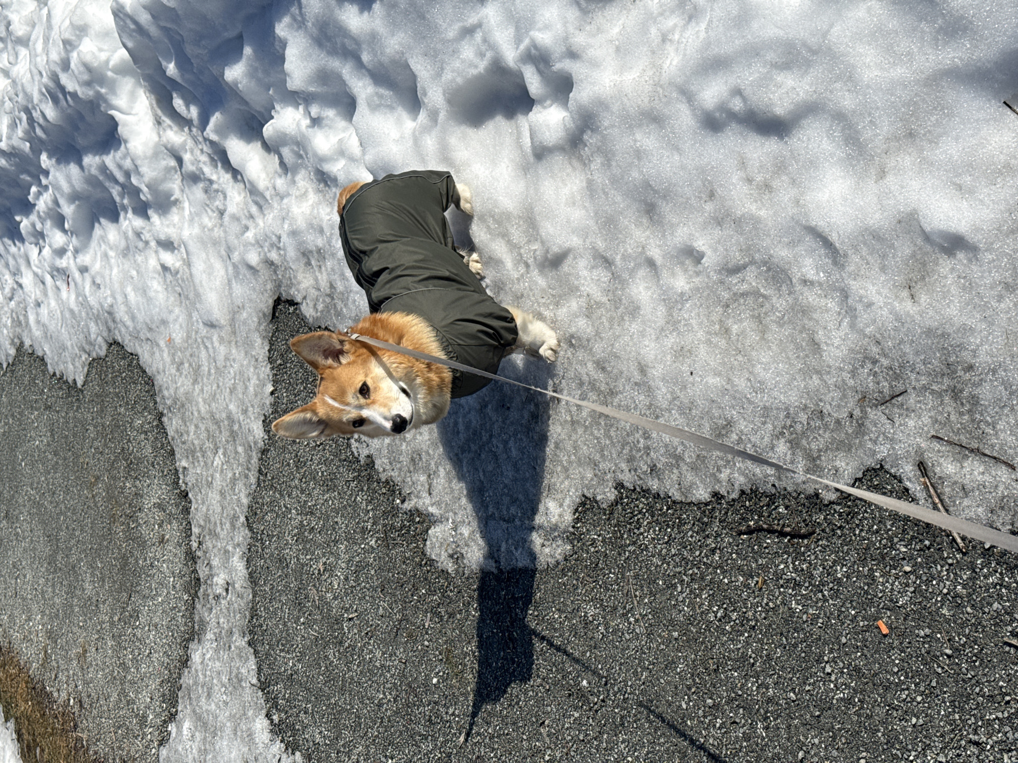 A medium-shot shows a Corgi wearing a green jacket on a leash, standing on an asphalt surface next to a patch of melting snow. The dog is looking up at the camera. The asphalt is dark gray and has small pieces of gravel embedded in it. The snow is white and partially melted, with some areas showing ice. Small twigs and debris are scattered on the asphalt near the snow. The scene appears to be outdoors, possibly in a park or along a roadside. The location cannot be determined as Votkinsk, Russia with the provided information.
