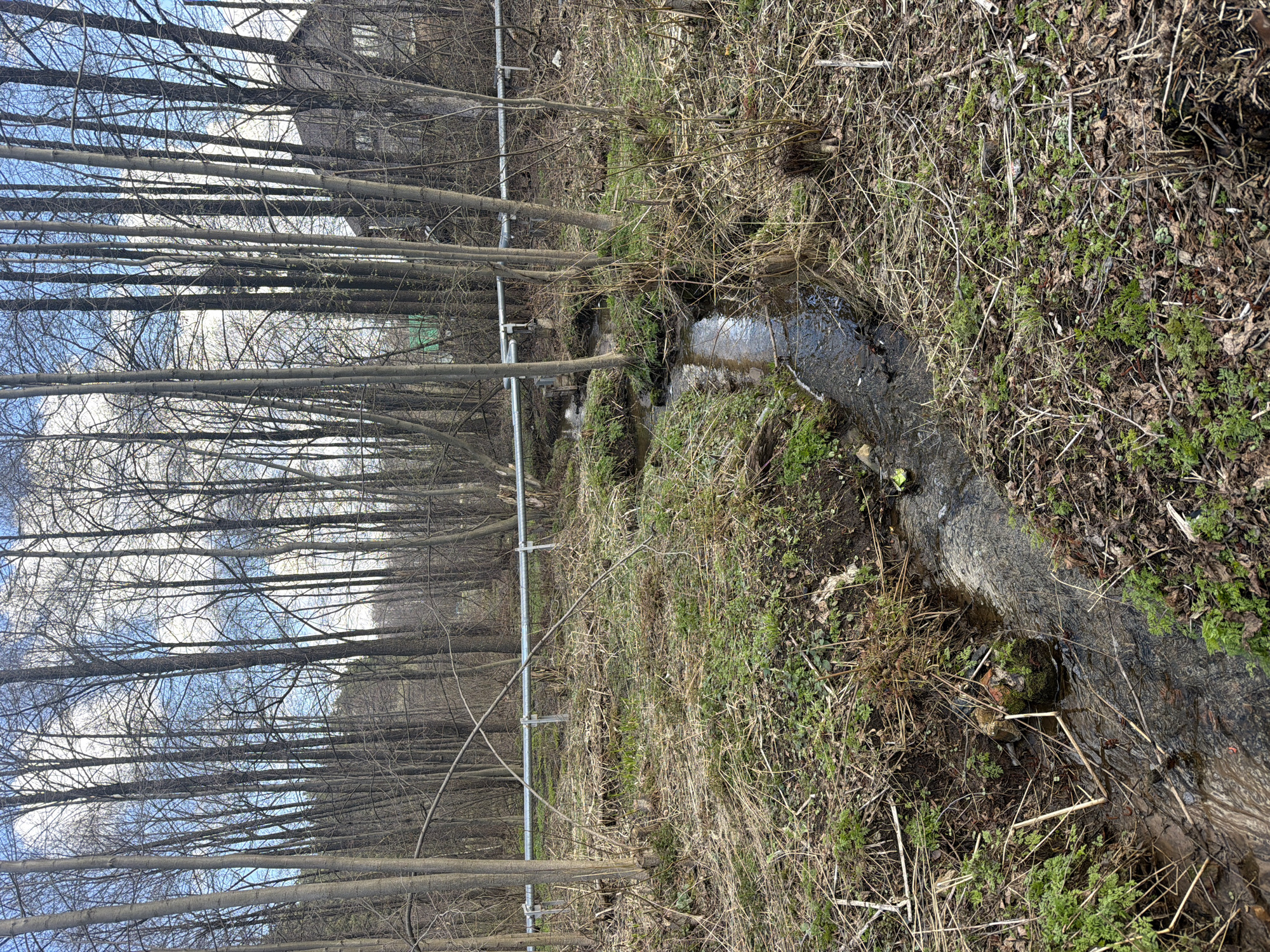 The image depicts an outdoor scene in what appears to be a forested or wooded area during late winter or early spring. A narrow stream or drainage ditch, with dark, shallow water, flows diagonally from the upper right towards the lower middle of the frame. Its banks are rich with textures: dry, light brown grass, fallen leaves, and twigs mingle with patches of vibrant green moss and small, emerging plants, indicating the transition of seasons.
Dominating the left and central portions of the image are numerous tall, slender deciduous trees with bare branches, reaching upwards towards a bright, partly cloudy blue sky. Their intricate network of branches creates a dense pattern against the sky. In the far distance, glimpsed through the sparse branches on the left, is a portion of a building, characterized by a visible window, suggesting proximity to human habitation.
A metal fence or railing, consisting of vertical posts and horizontal bars, runs horizontally through the midground, partially visible among the trees on the left side of the stream. The scene is illuminated by bright daylight, likely midday or early afternoon, under clear weather conditions with scattered white clouds. No people or overt activities are present, lending a tranquil atmosphere to the setting. There is no visible text in the image. The location is Chaikovsky, Russia.
