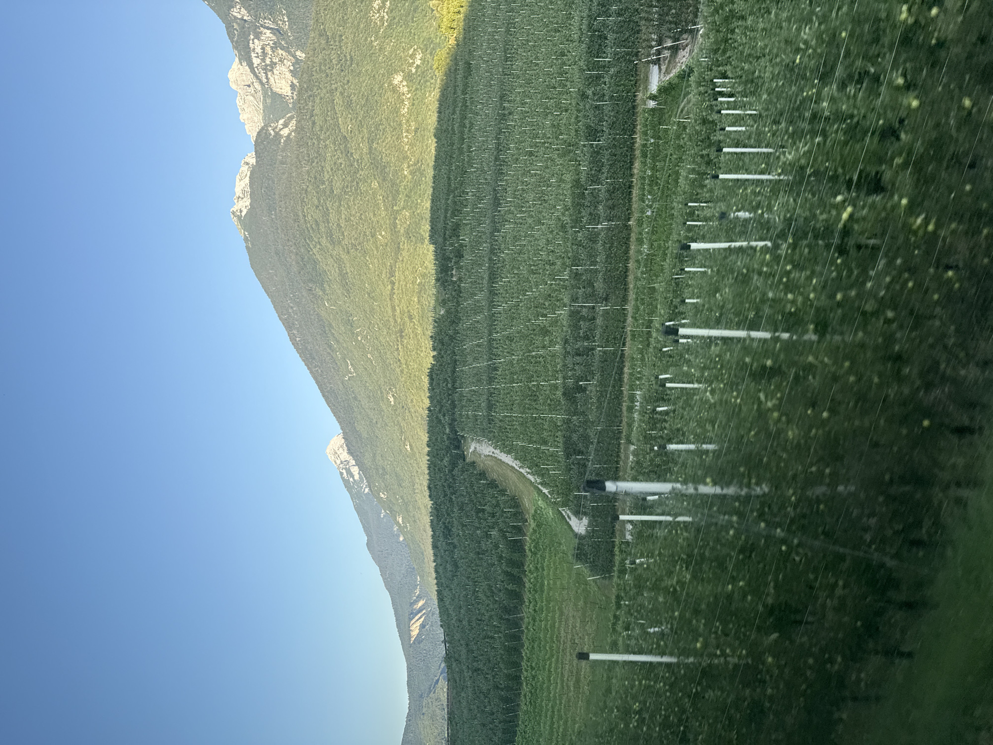 An aerial view captures rows of apple orchards in the Spormaggiore area of Italy, nestled at the base of majestic mountains. The orchards are meticulously organized, with young apple trees planted in precise rows, each supported by white stakes and thin wires. The landscape is dominated by lush greenery, with a winding dirt path cutting through the orchards, leading the eye towards the distant, sun-drenched mountain peaks. The sky is a clear, bright blue, suggesting a fair-weather day.