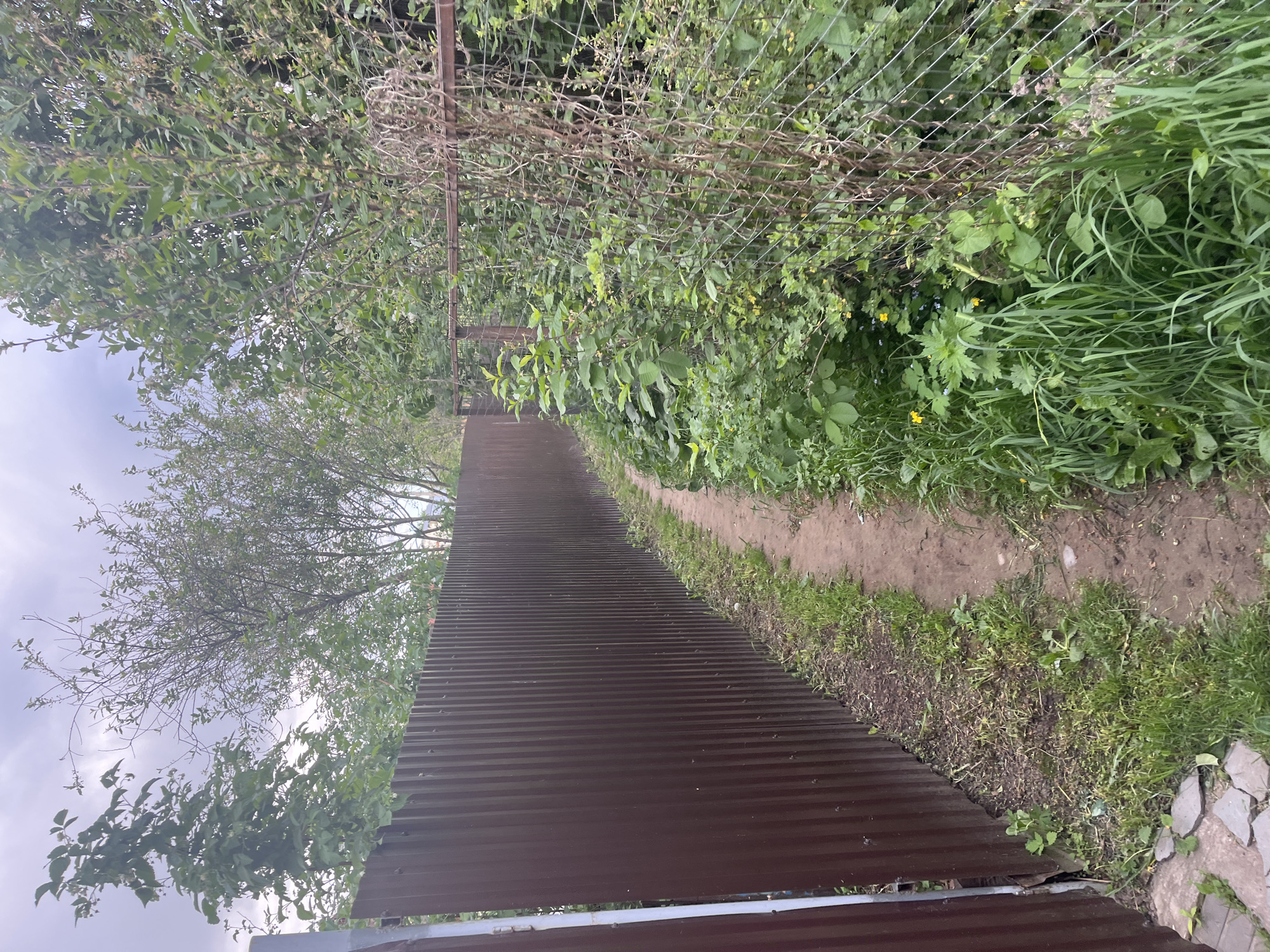 The image depicts a narrow dirt path running between a corrugated metal fence on the left and dense vegetation on the right. The scene is an outdoor area, possibly a backyard or garden. The fence appears to be made of dark brown corrugated metal. The vegetation includes grass, weeds, and small bushes. Overhead, a chain-link fence is partially obscured by foliage. The sky is overcast. The location is in the city of Chaikovsky, Russia.