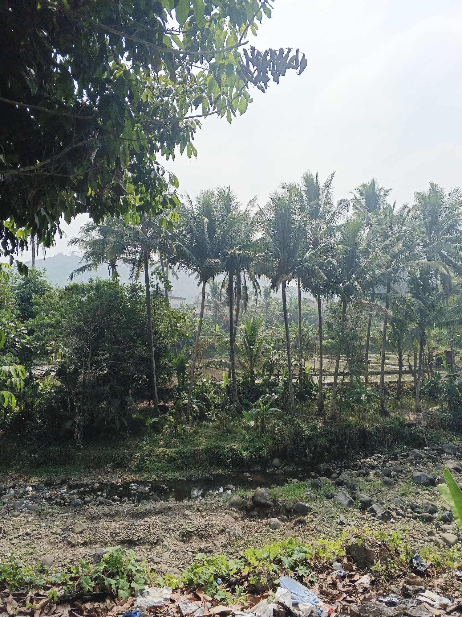 The image depicts a natural scene, likely in Sukabumi, Indonesia, characterized by lush vegetation and a rocky riverbed. In the foreground, a dry riverbed is filled with stones of varying sizes and scattered with debris, including plastic waste and dried leaves. Green foliage, including some climbing plants, grows along the edges of the riverbed and in the lower part of the frame.
Behind the riverbed, a dense array of tropical trees and plants creates a vibrant green backdrop. Prominently featured are numerous tall coconut palm trees with their characteristic fronds reaching towards the sky. Interspersed among the palms are other trees and banana plants, contributing to the dense, natural landscape. In the mid-ground, a small structure, possibly a simple house or shed, is visible through the trees. Beyond this, gently rolling hills or mountains form the distant background, shrouded in a light haze. The sky is overcast, contributing to a soft, diffused light across the scene. The overall impression is one of a rural or semi-natural environment, likely on the outskirts of a populated area, given the presence of both natural elements and man-made waste.