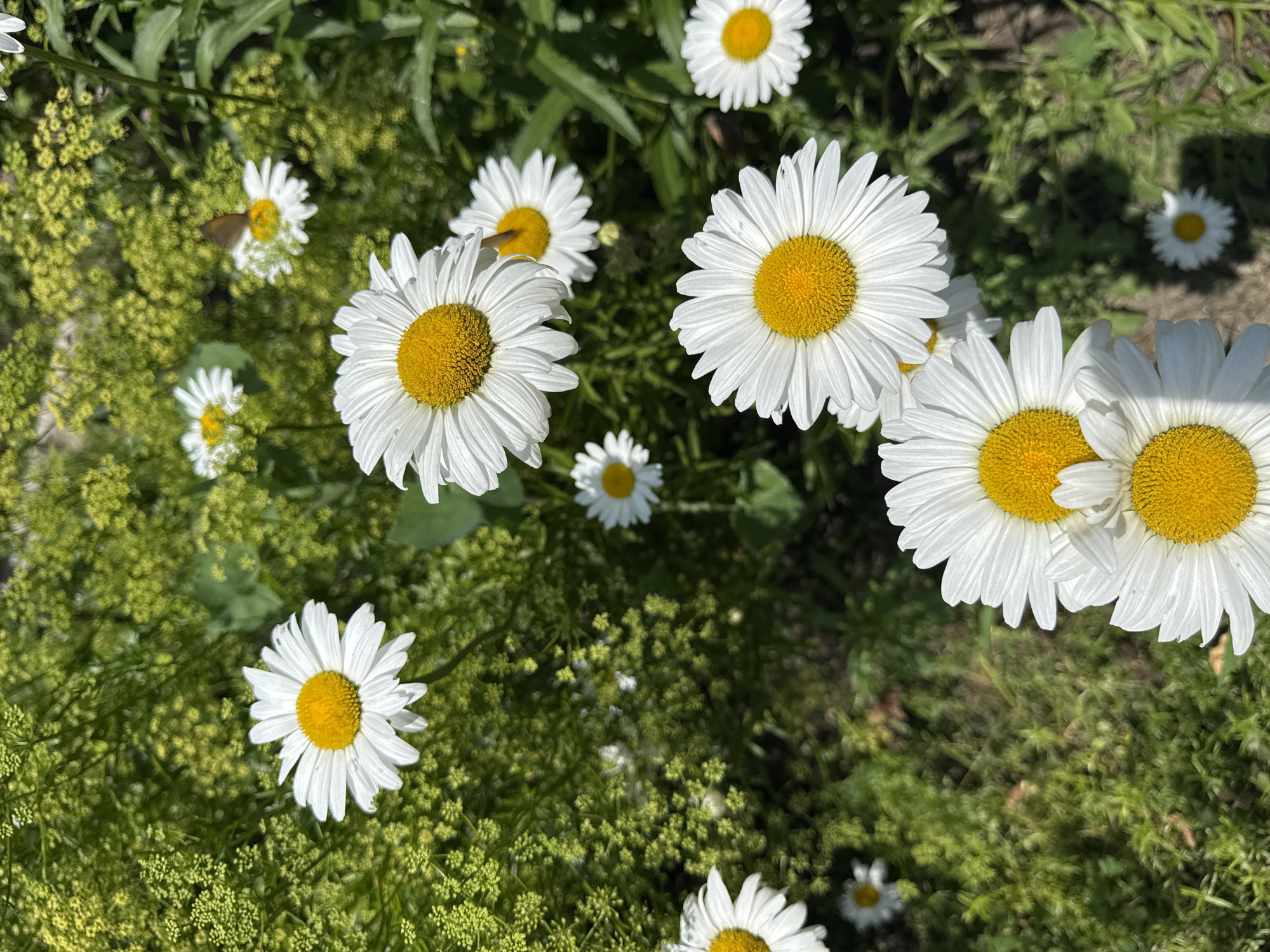 A high-angle, close-up shot captures a cluster of daisies in bloom against a backdrop of lush green foliage and a small brown butterfly perched on a white petal. The daisies, with their white petals and yellow centers, are the primary subjects. The environment appears to be a natural setting, possibly a garden or meadow, with sunlight dappling through the leaves. The overall scene evokes a sense of nature and tranquility. There is no indication of this image being taken in Zassovskaya, Russia.