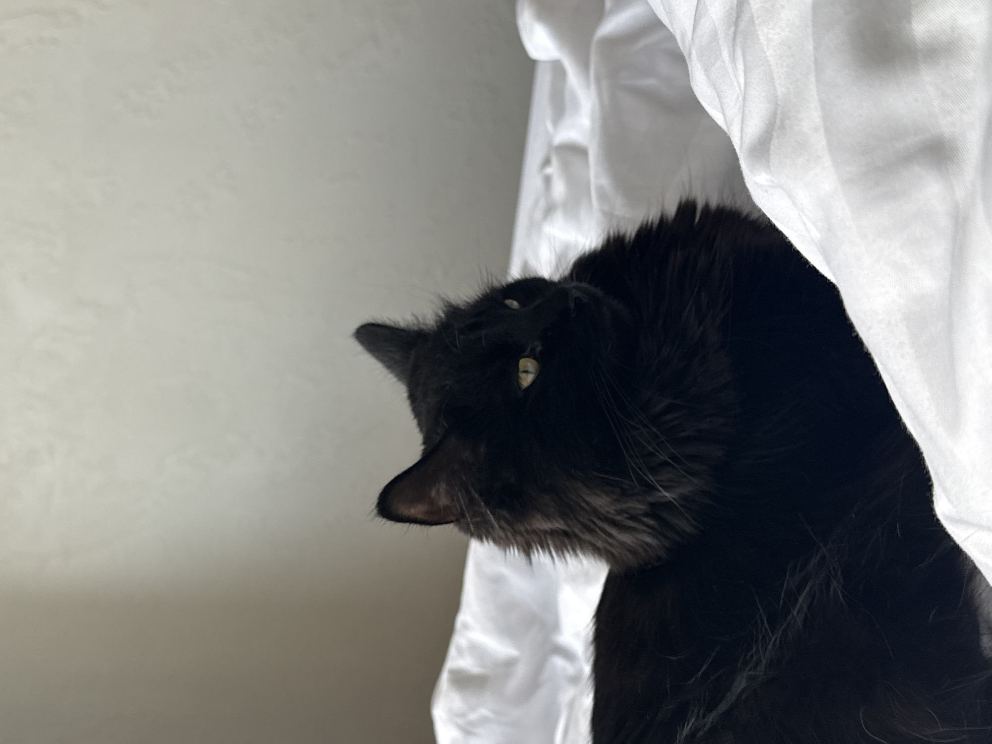 A close-up shot presents a black cat, its head tilted to the left. The cat is positioned beside a white cloth, possibly a curtain or sheet. The backdrop is a pale, neutral wall. The image is not identifiable as being taken in Rostov-on-Don, Russia, as there are no location-specific details.